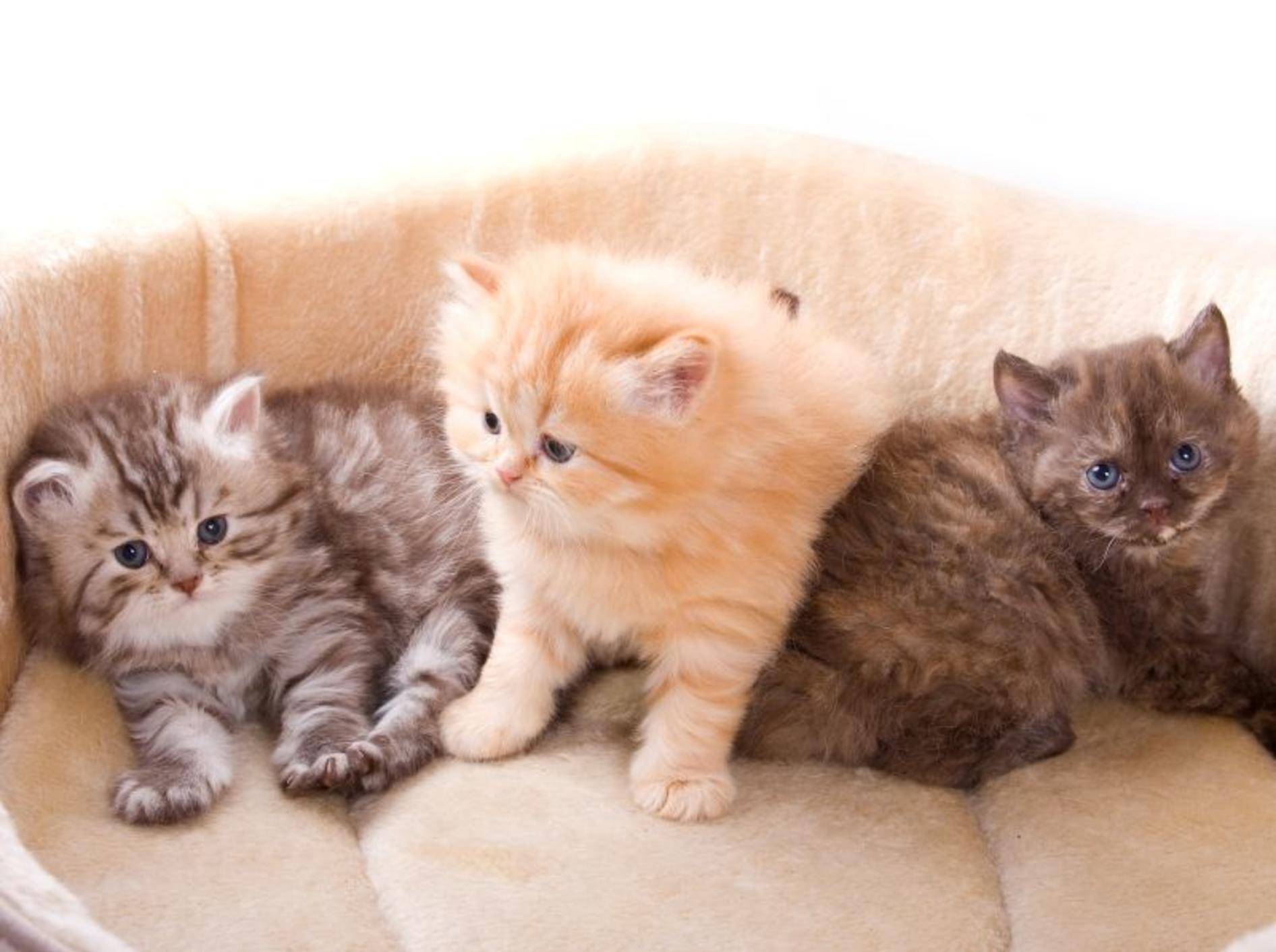 Diese Britisch-Langhaar-Kitten gehören zu den Langhaarkatzenrassen – Shutterstock / Utekhina Anna