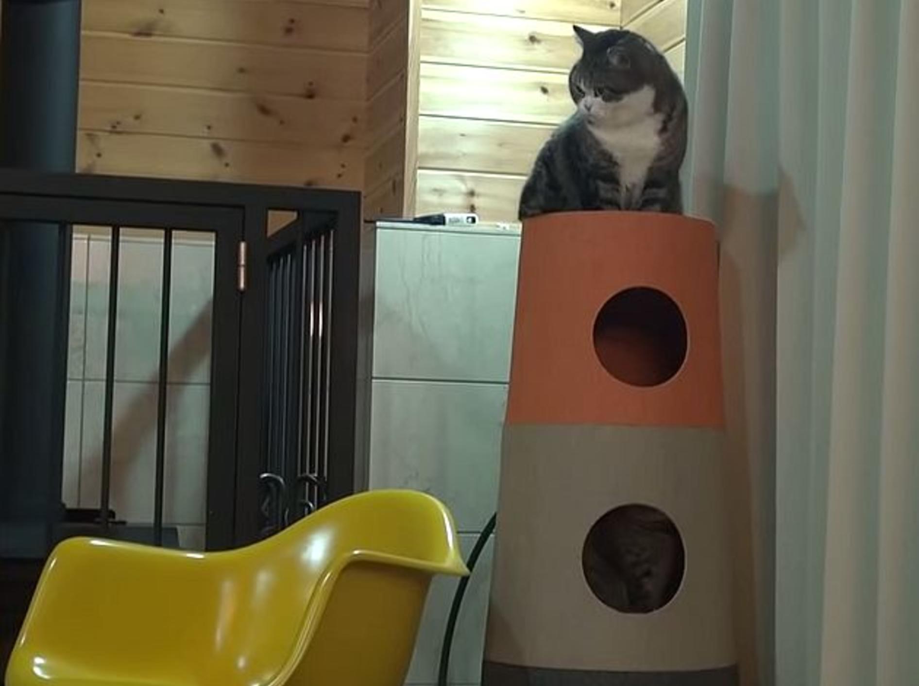 Ein Katzen-Turm für Maru und Hana – Bild: Youtube / mugumogu