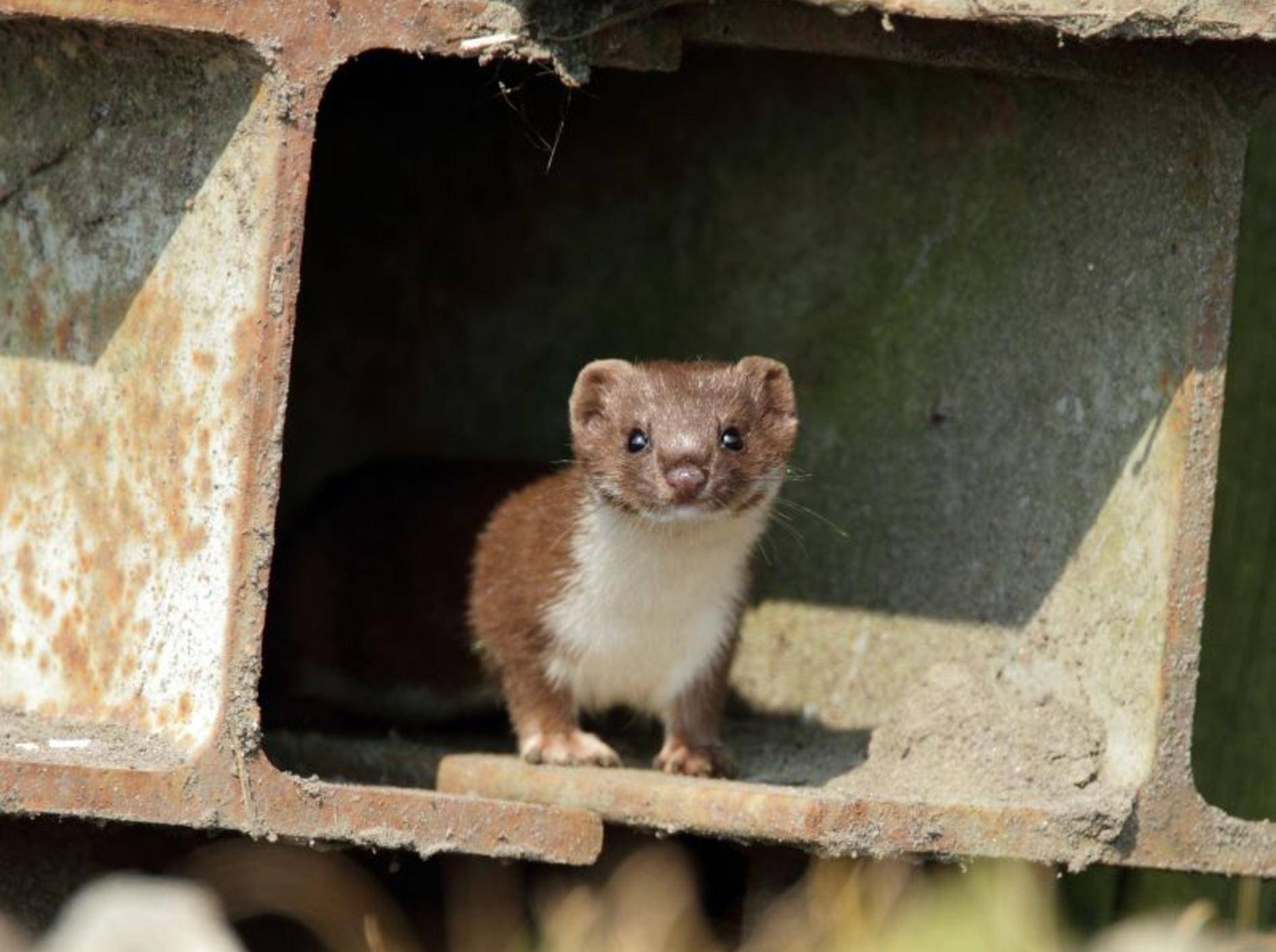 Mauswiesel auf Tour: Die kleinen Raubtiere werden auch Zwerg- oder Kleinwiesel genannt – Bild: Shutterstock / Menno Schaefer