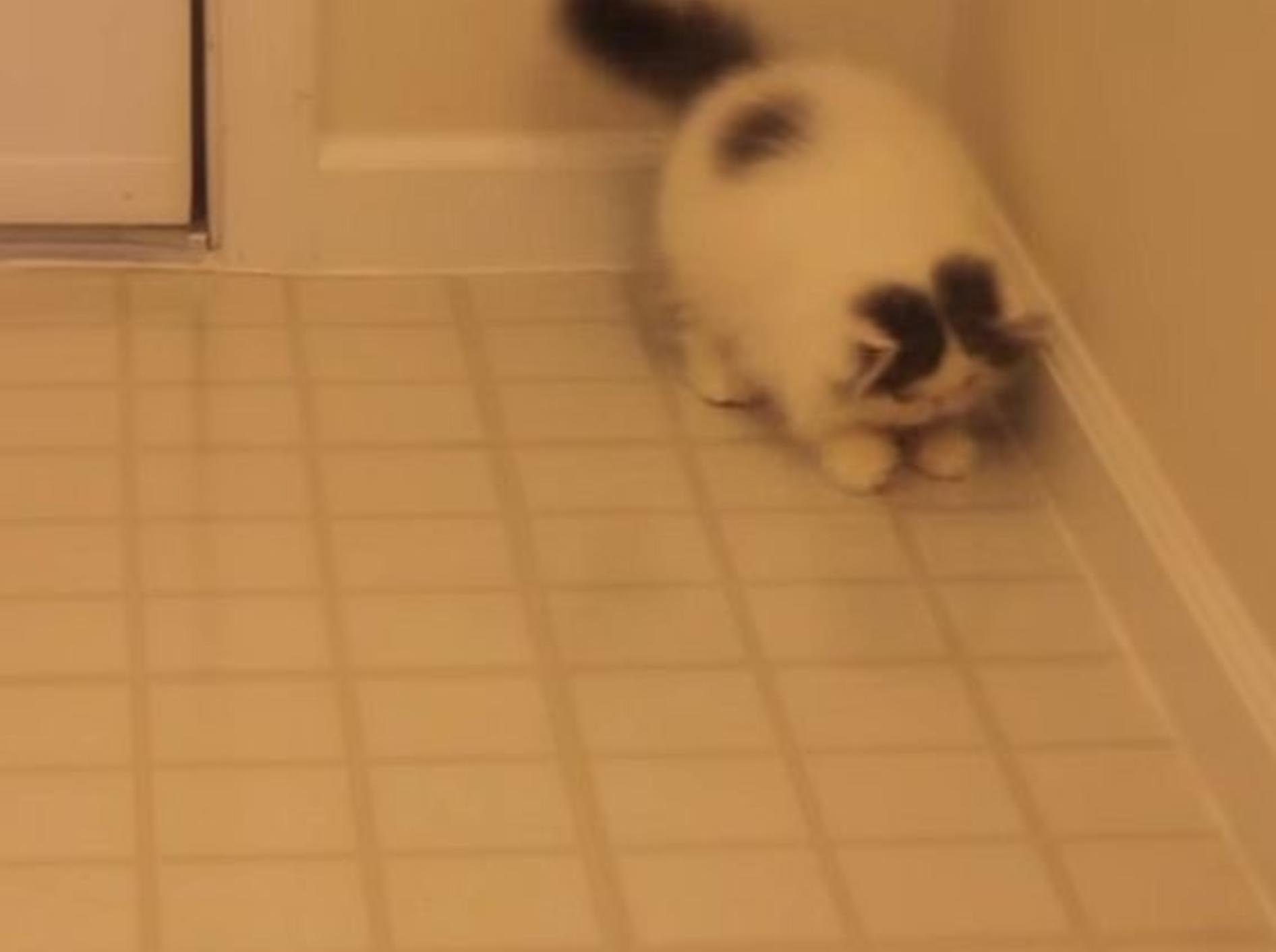 Flauschige Katze auf Schattenjagd – Bild: Youtube / sweetfurx4
