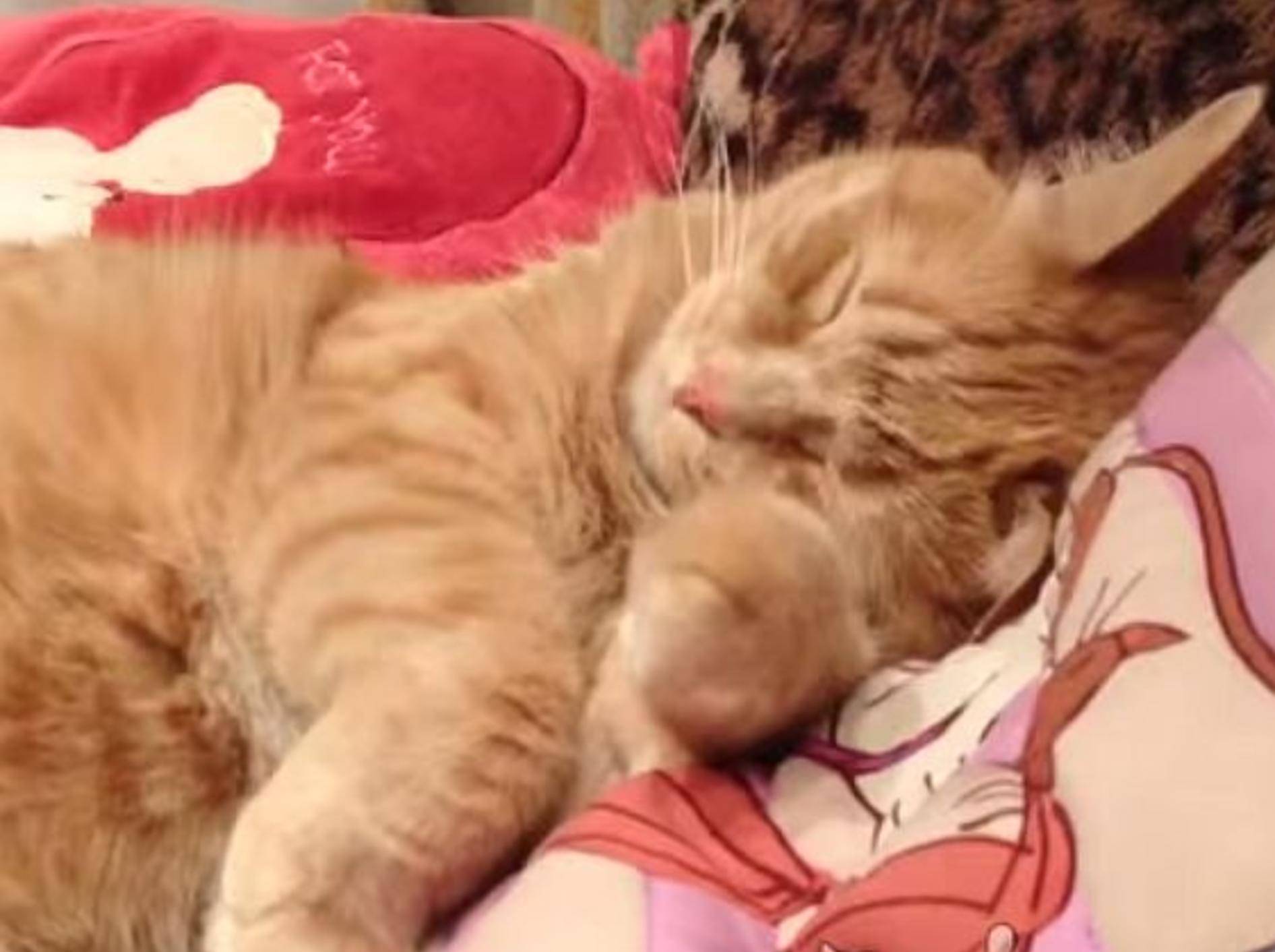 Müde Katzen: Nur noch ein bisschen weiterschlafen – Bild: Youtube / ignoramusky