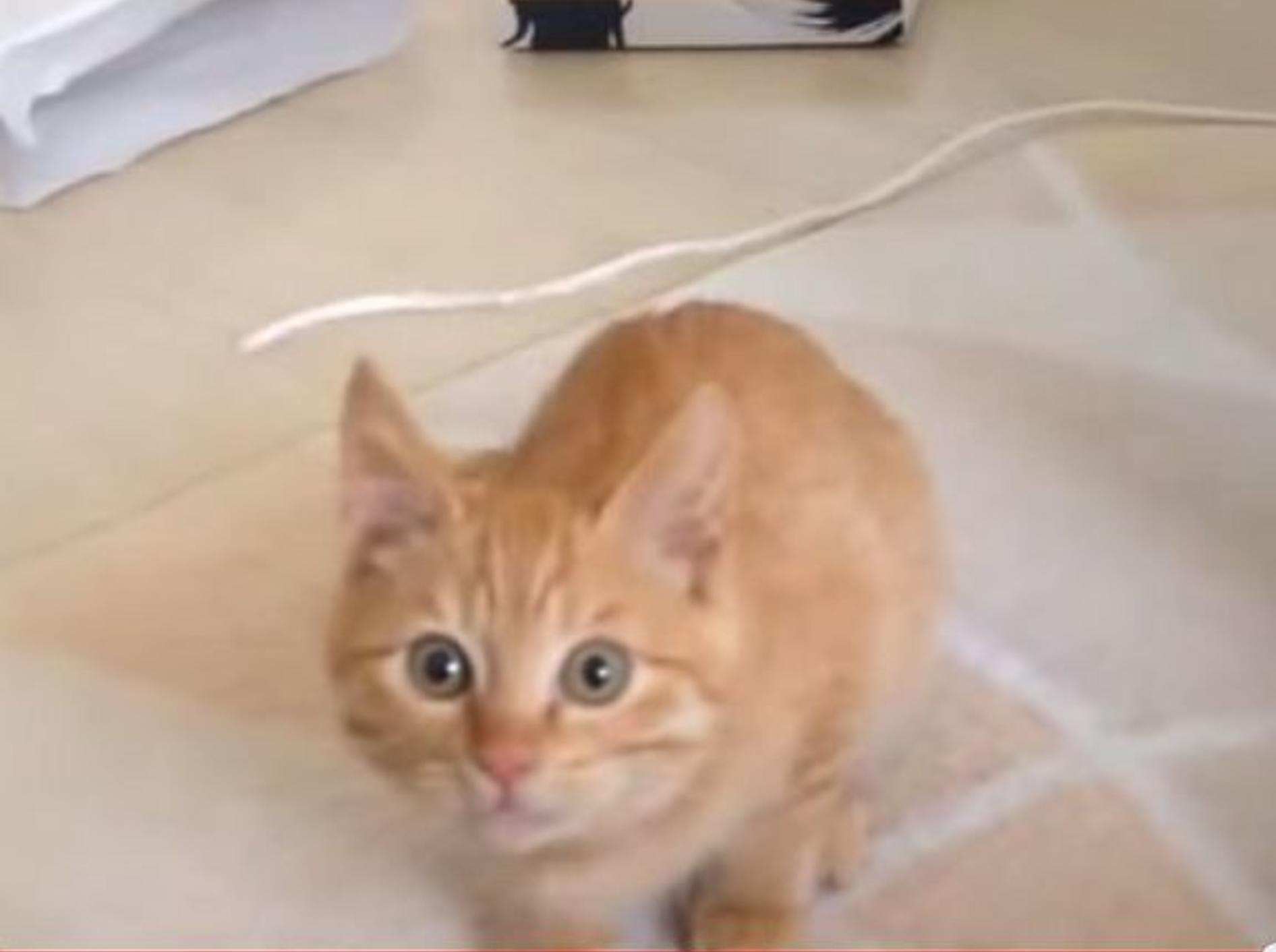 Spielspaß mit einem roten Katzenbaby – Bild: Youtube / kohei ezaki