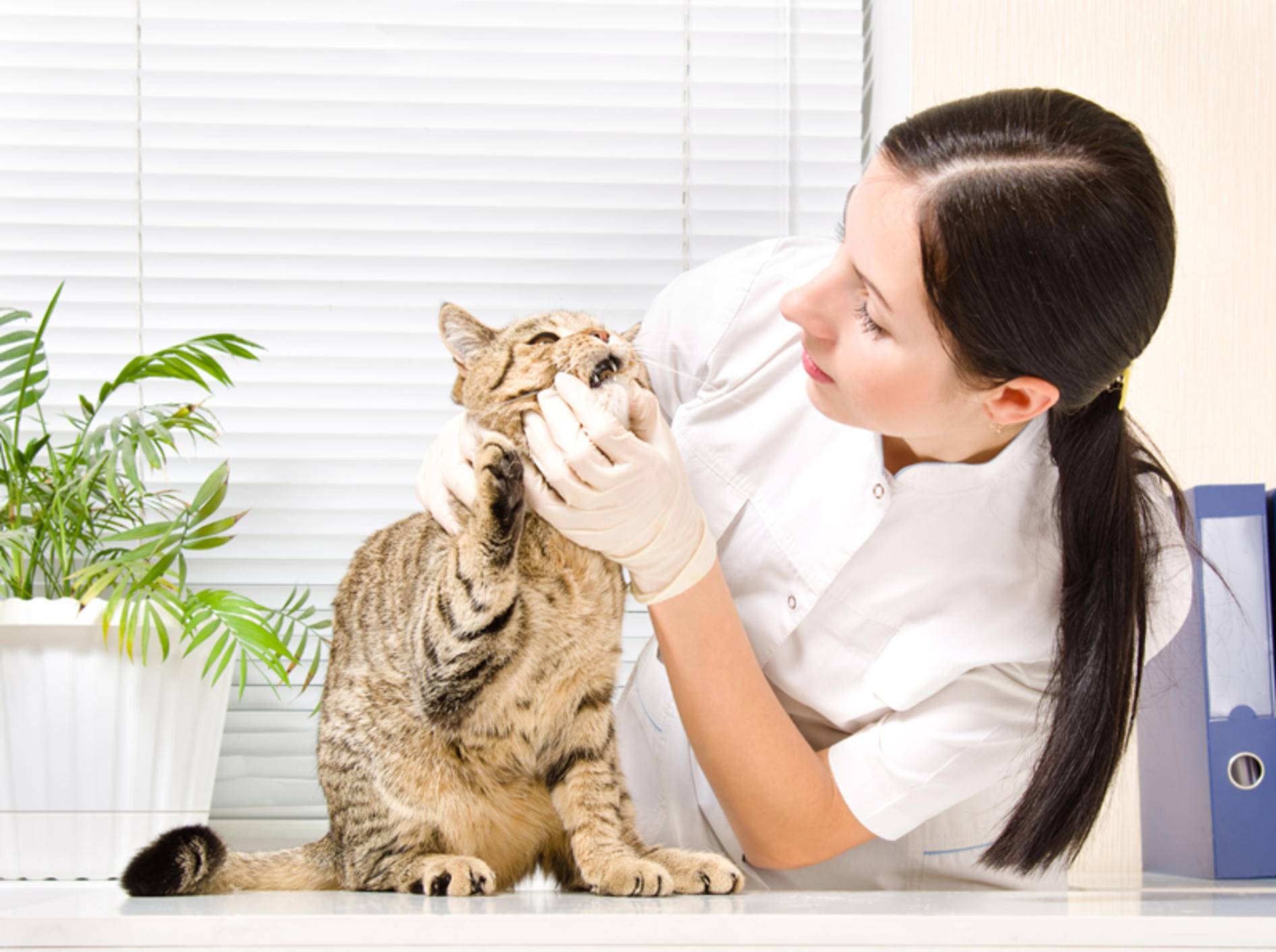 Eine blaue Zunge ist bei Katzen stets ein Fall für den Tierarzt – Bild: Shutterstock / Sonsedska Yuliia