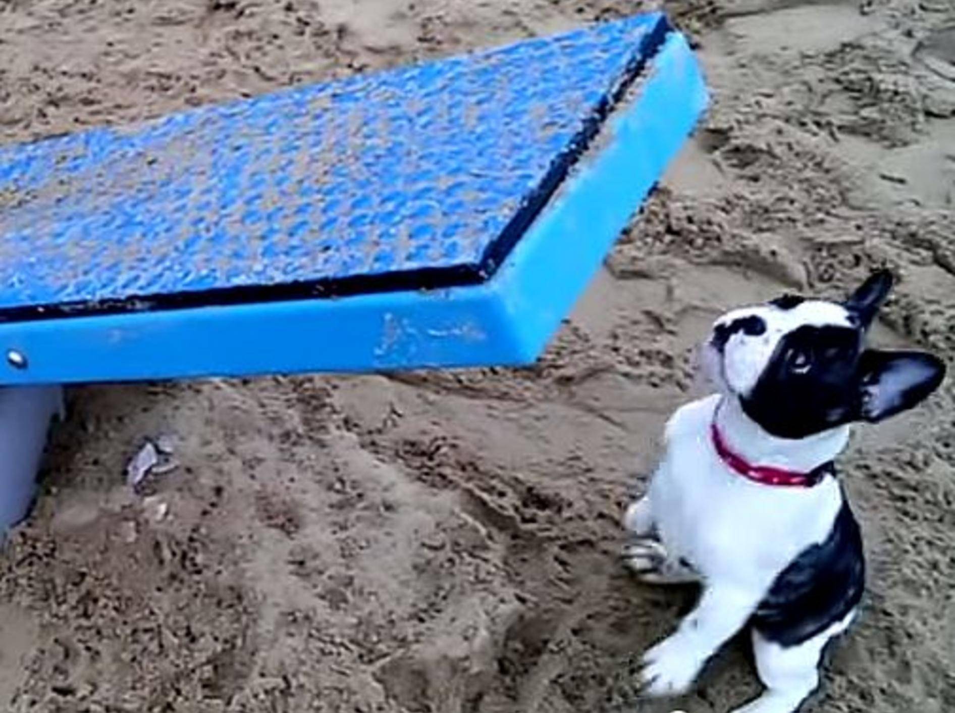 Welpe Pixel: Erster Besuch im Hundepark – Bild: Youtube / Pixel