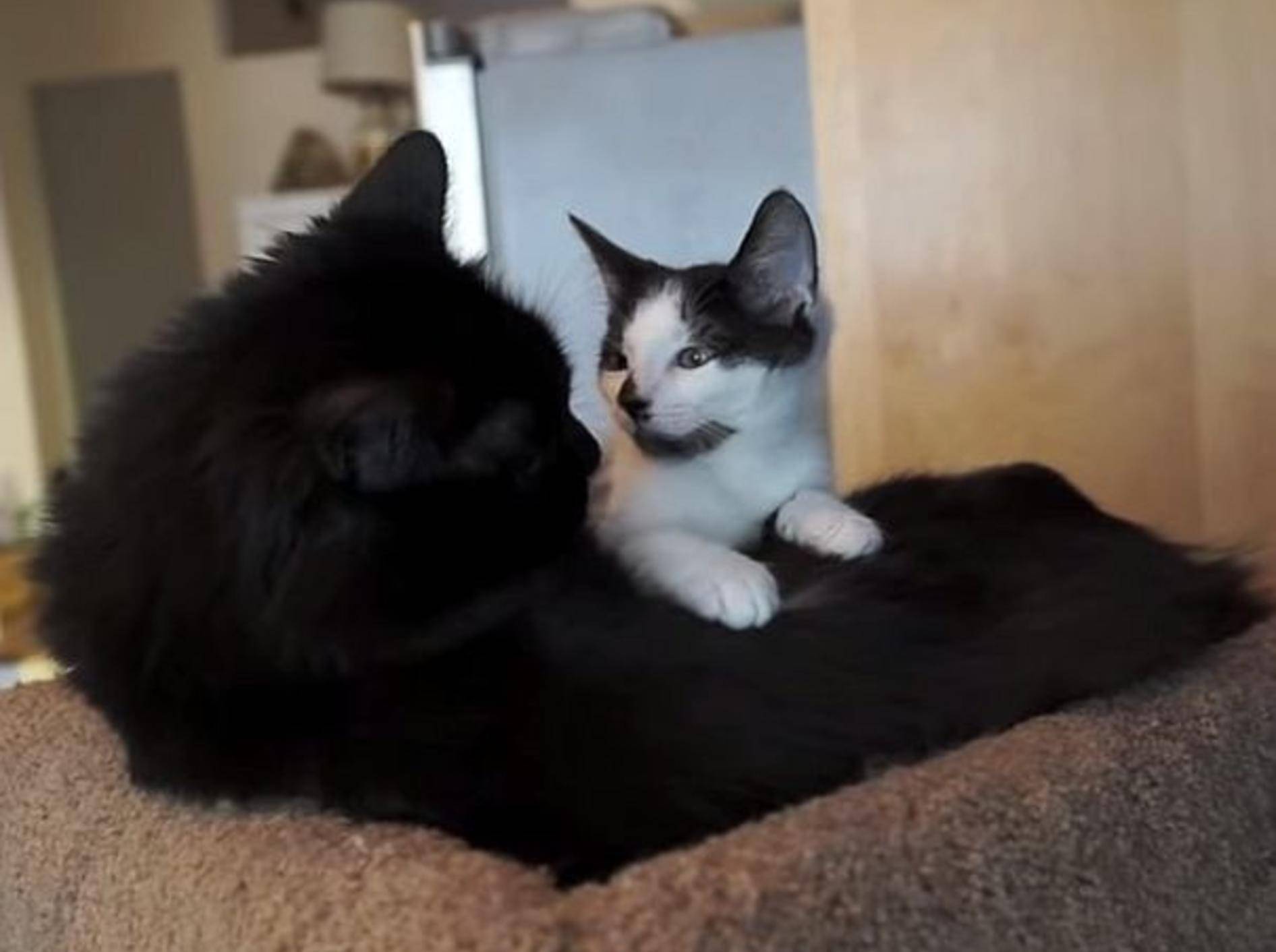 So süß: Zwei Katzen werden beste Freunde – Bild: Youtube / Sho Ko