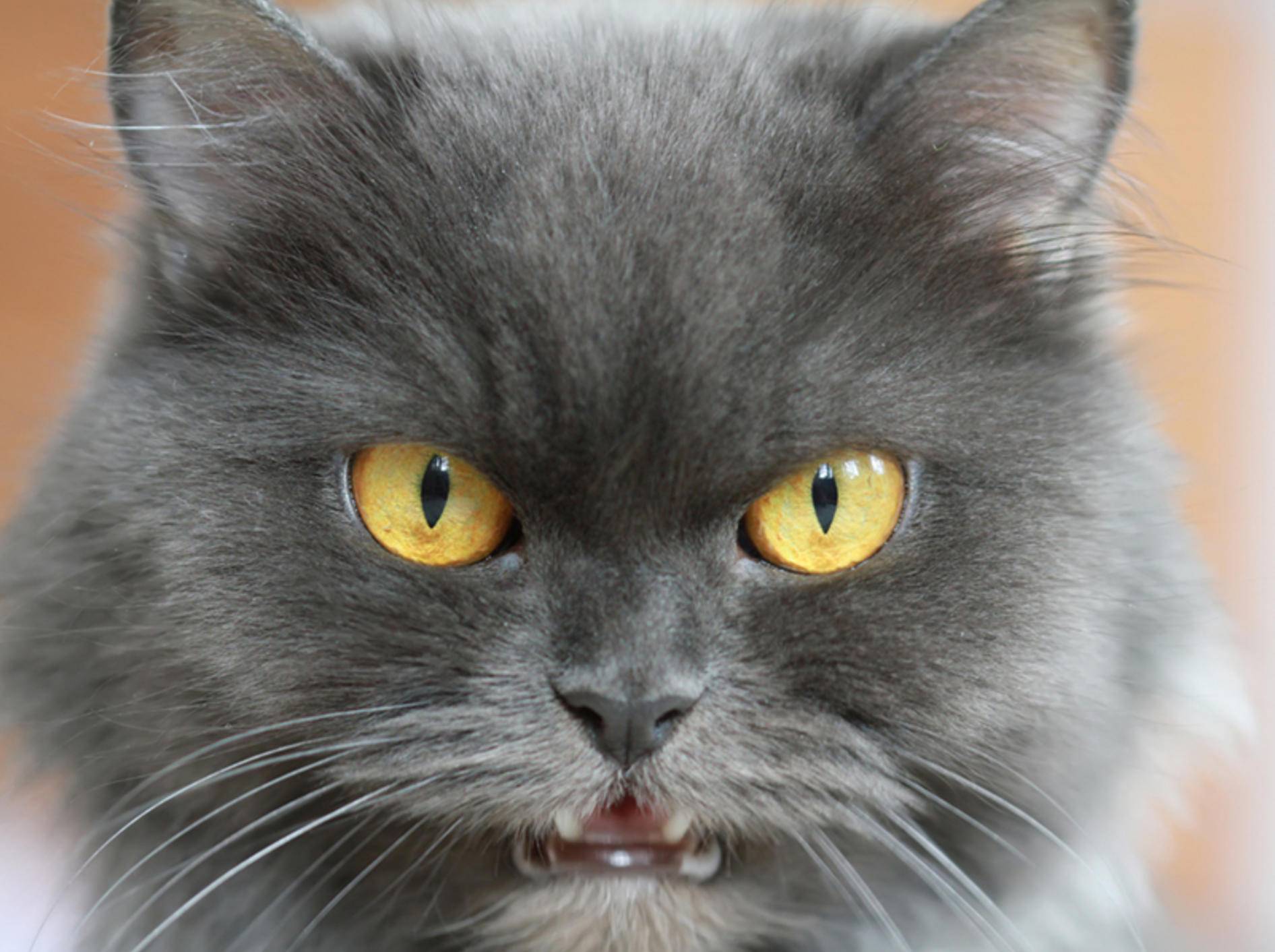 Reagiert die Katze aggressiv auf Menschen ist Vorsicht geboten – Bild: Shutterstock / turlakova