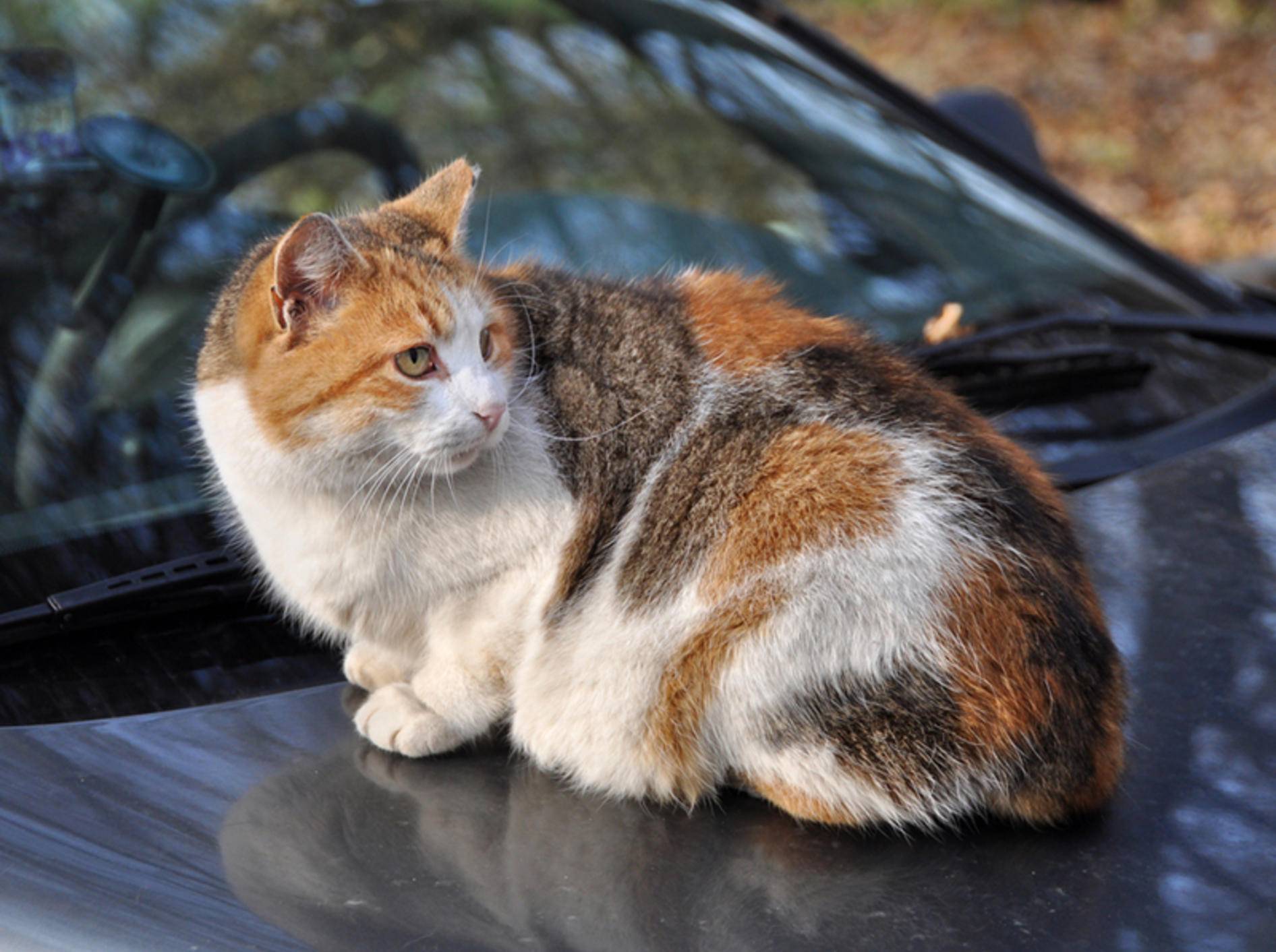 So mancher Katze gefällt das Auto von außen besser als von innen – Bild: Shutterstock / Zanna Holstova