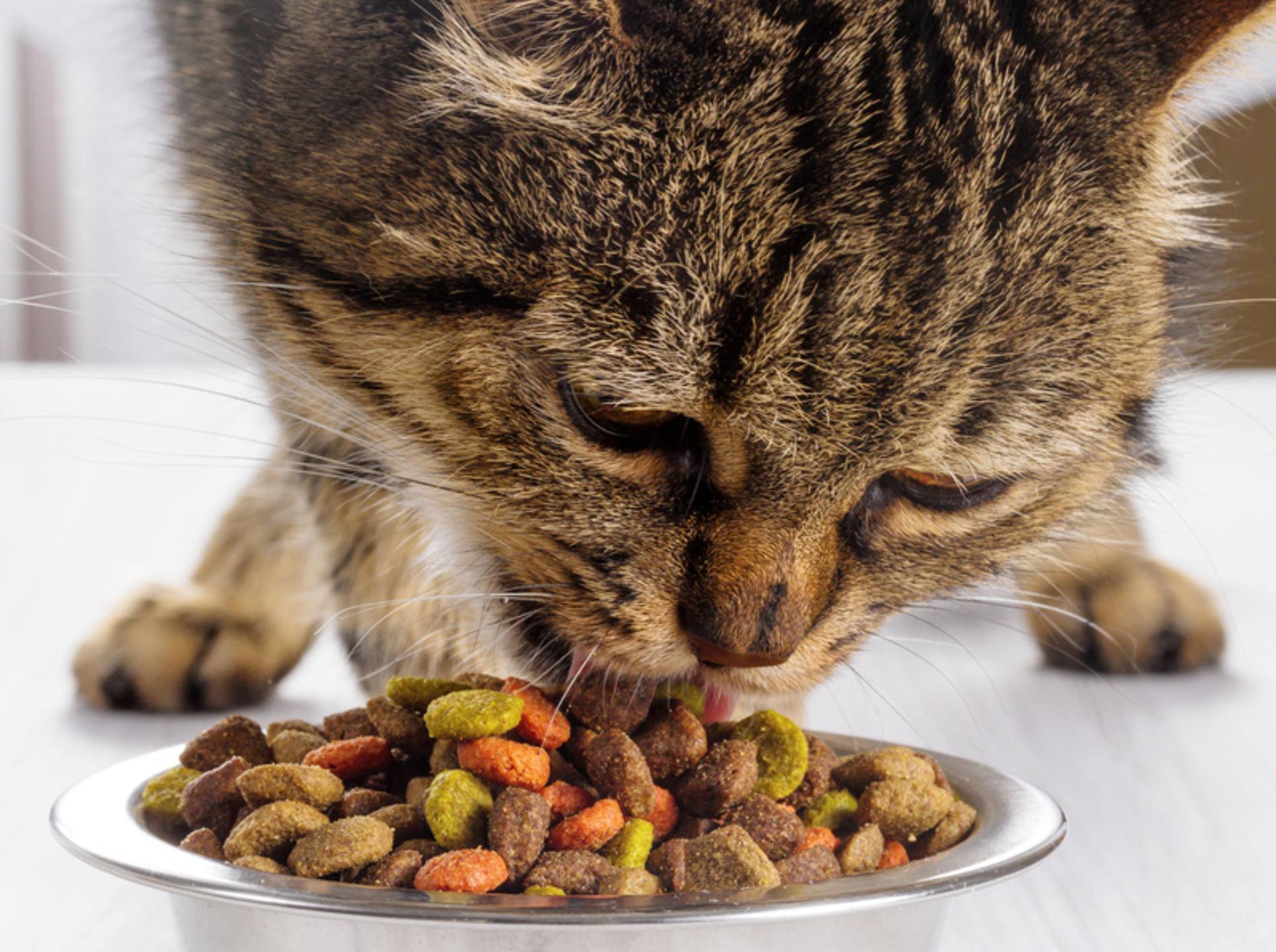 Viele Vitamine nehmen Katzen über ihr Futter auf – Bild: Shutterstock / g215
