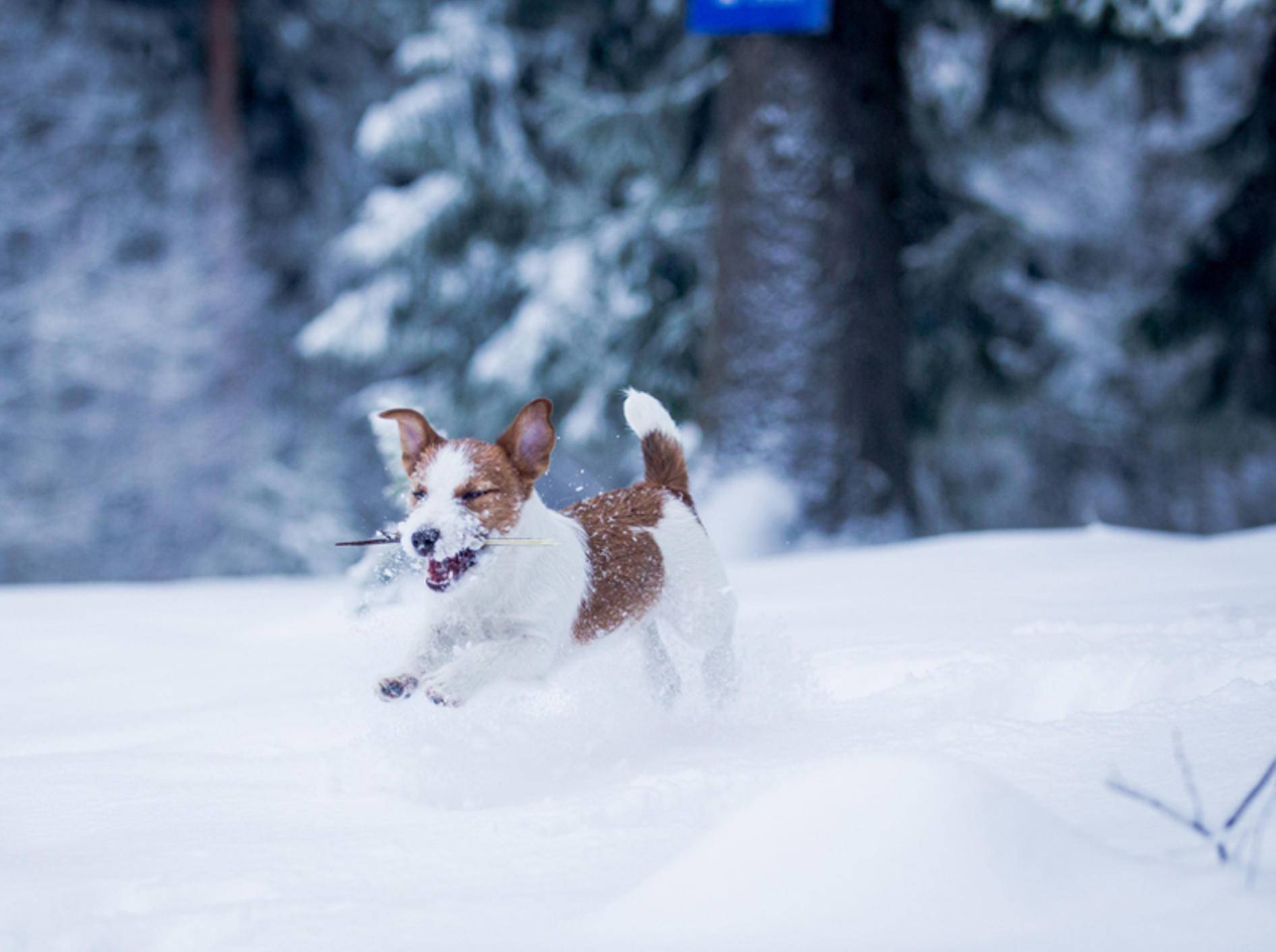 Ein Winterurlaub mit Hund bedeutet Spaß auf zwei und vier Beinen – Bild: Shutterstock / dezi