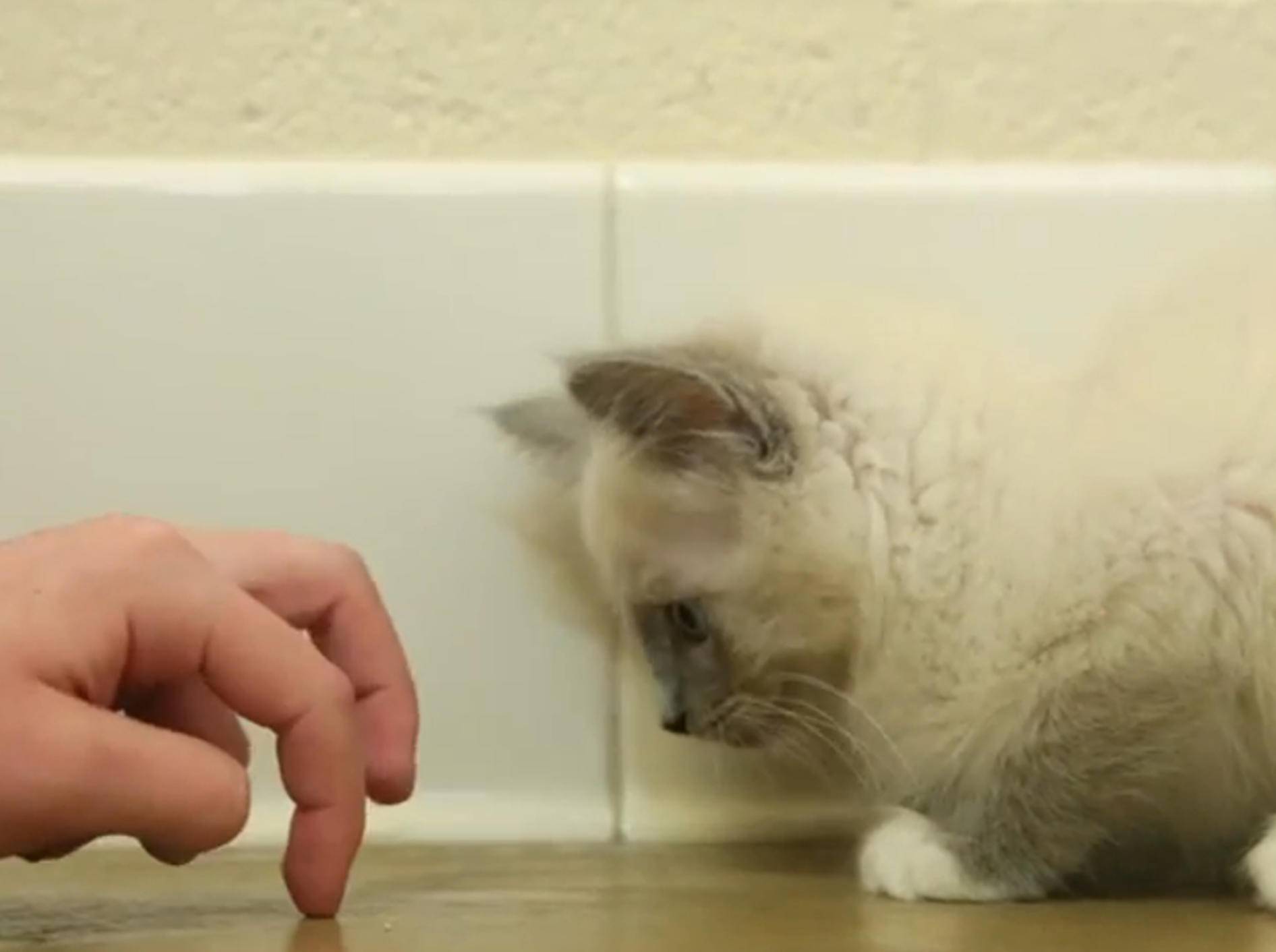 Kätzchen legt sich mit Monster-Hand an – Bild: YouTube / The Pet Collective