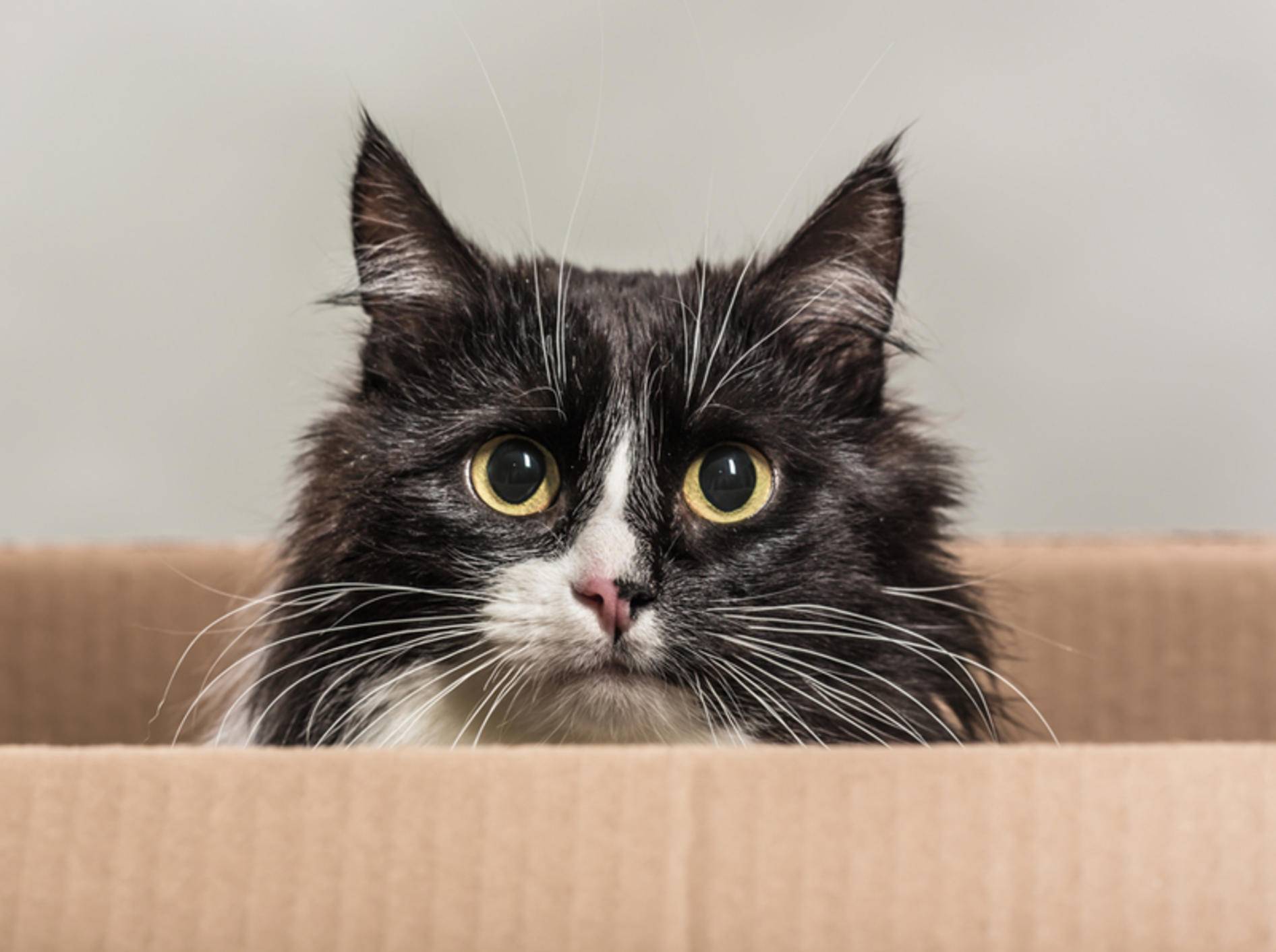 Um eine aggressive Katze einzufangen, brauchen Sie viel Geduld – Bild: Shutterstock / Vikulin