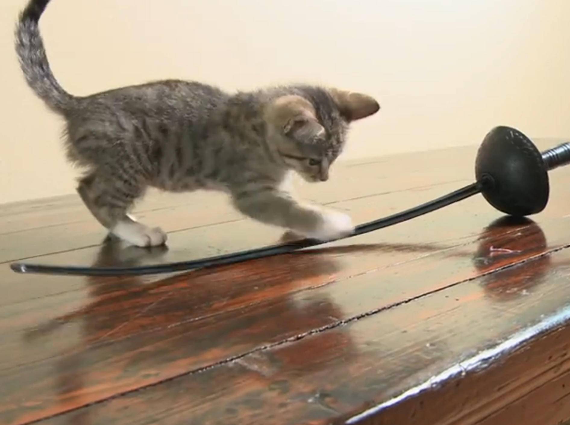Mutiges Kätzchen kämpft wie Zorro – Bild: YouTube / The Pet Collective