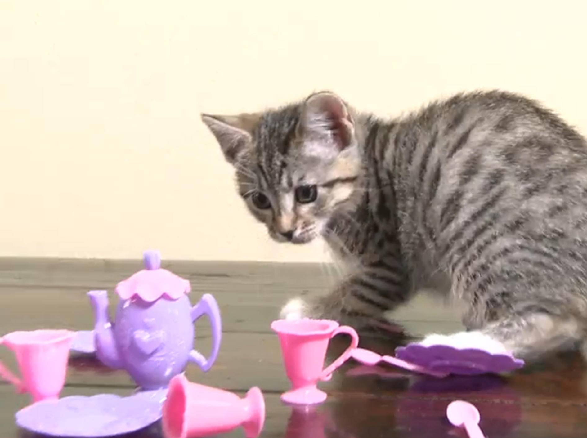 Süße Katze: "Es ist Teatime!" – Bild: YouTube / The Pet Collective