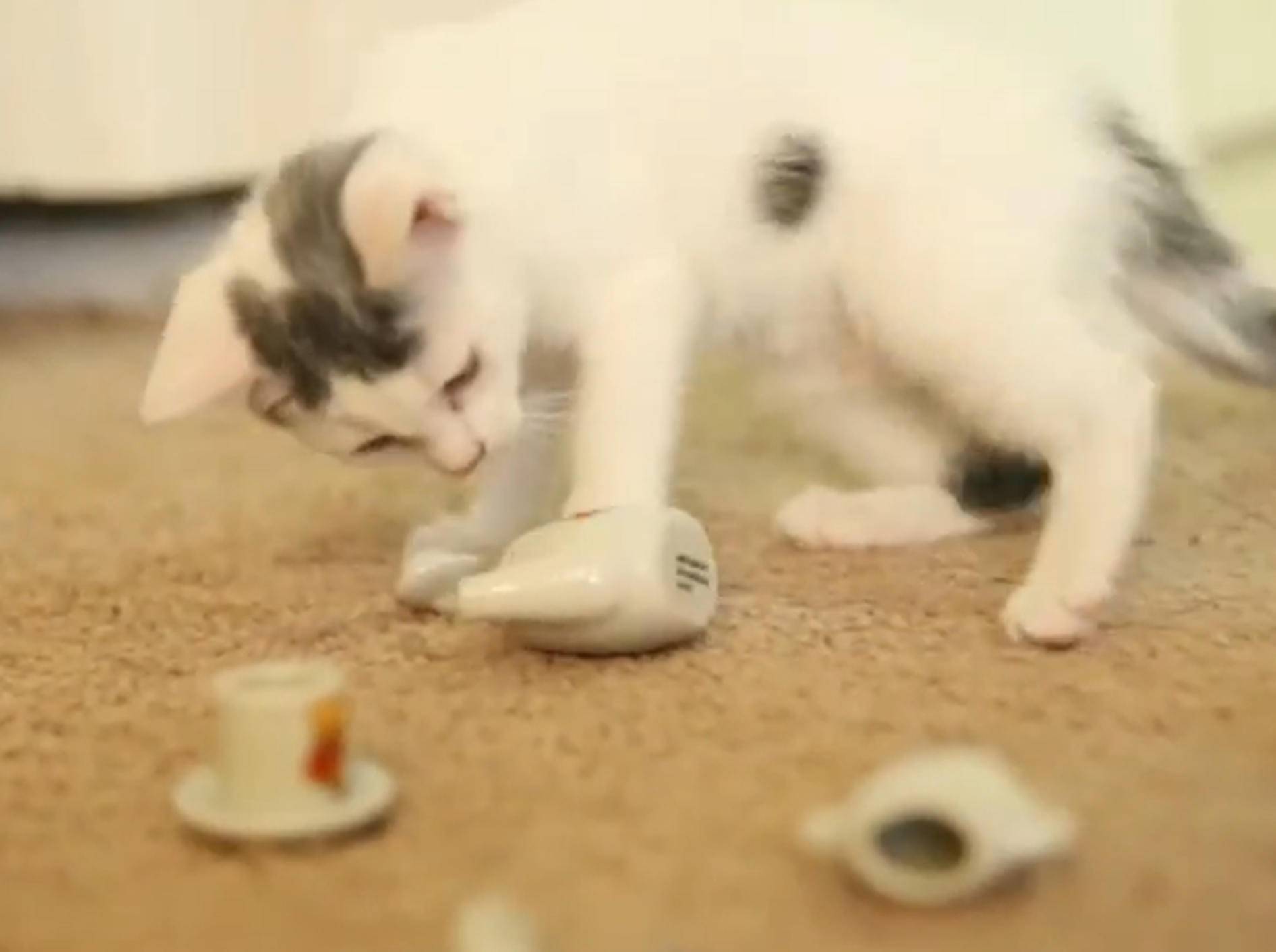 Katzen-Compilation: Wer spielt verrückter? – Bild: YouTube / The Pet Collective