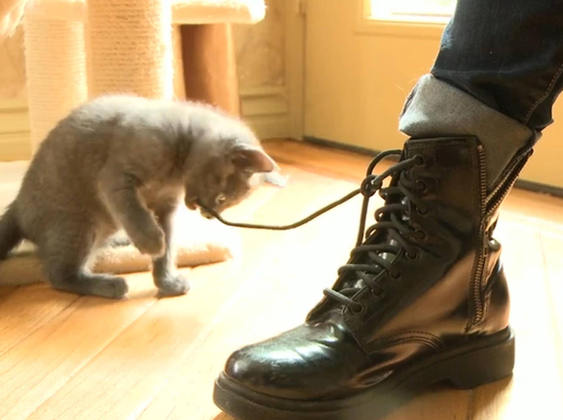 Süße Kätzchen vernarrt in Boots – Bild: YouTube / The Pet Collective