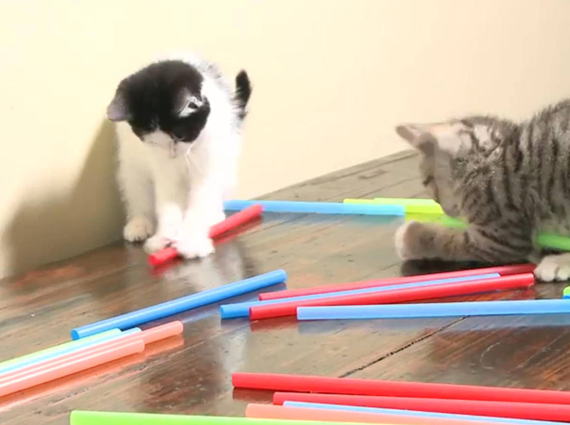 Kleine Kätzchen: "Strohhalme sind cool!" – Bild: YouTube / The Pet Collective