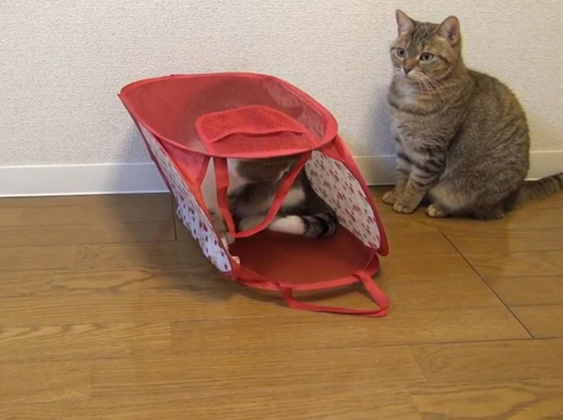 Freche Katzen: "Diese Tasche ist klasse!" – Bild: YouTube / ９Cats.