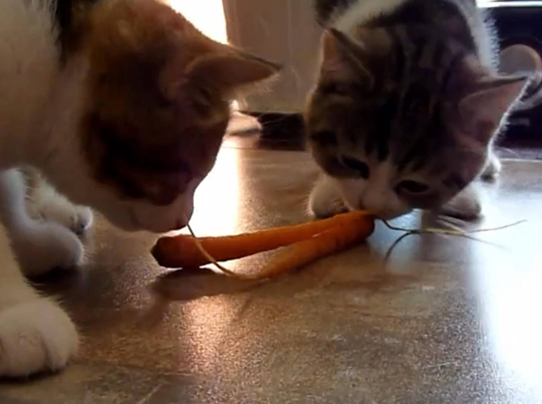 Süße Katzen bald Veganer? – Bild: YouTube / Funnycatsandnicefish