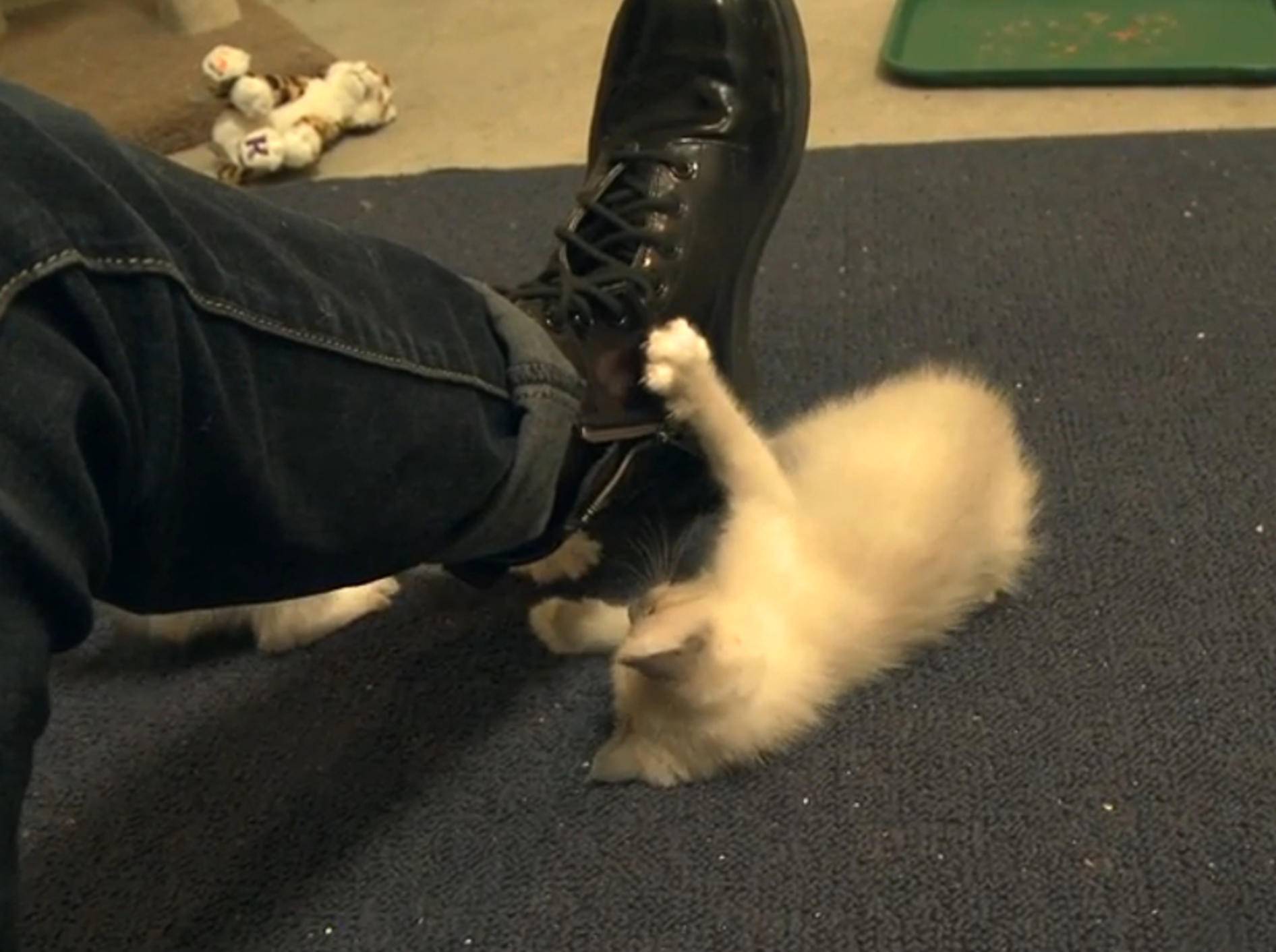 Süße Kätzchen rangeln: "Ich hab' dich... nicht!" – Bild: YouTube / The Pet Collective