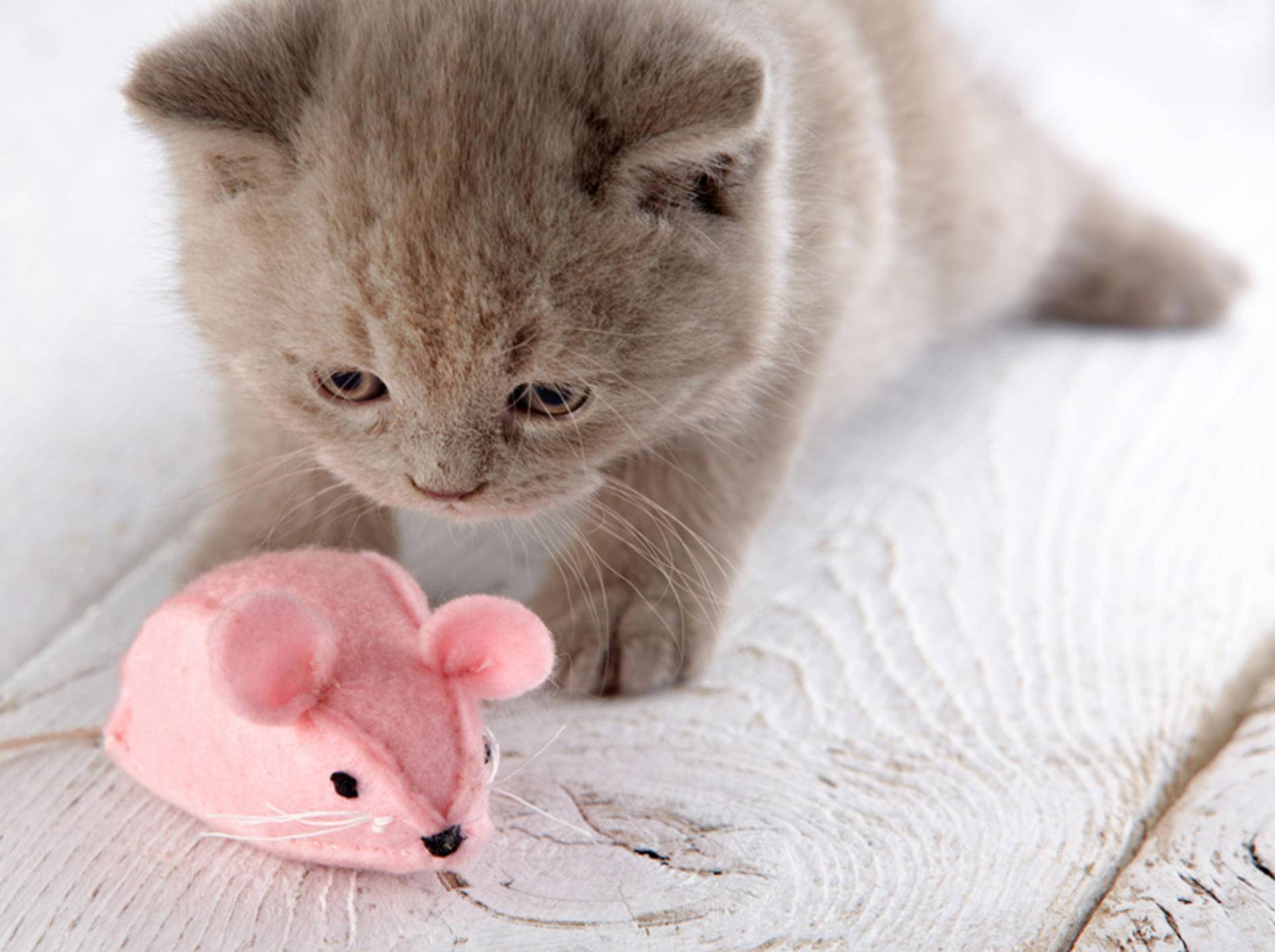 Eine Katze kann lernen, ihr Spielzeug zu apportieren – Bild:n Shutterstockl / MaraZe