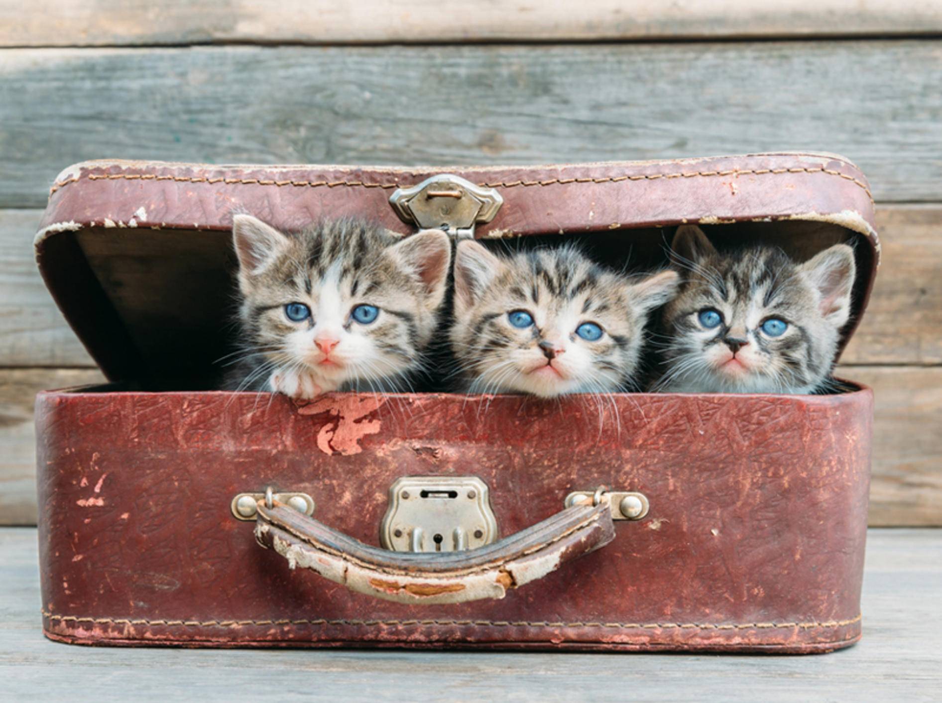 Nicht jede Katze fühlt sich im Urlaub so wohl wie diese Kofferkinder – Bild: Shutterstock / Poprotskiy Alexey