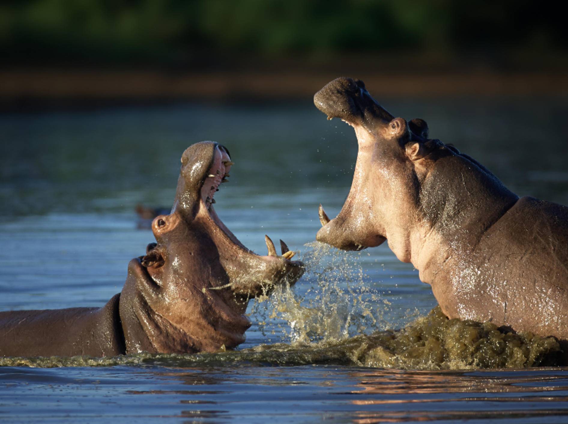 Nilpferde sind beeindruckende Säugetiere, über die es einiges Interessantes zu wissen gibt – Bild: Shutterstock / Johan Swanepoel