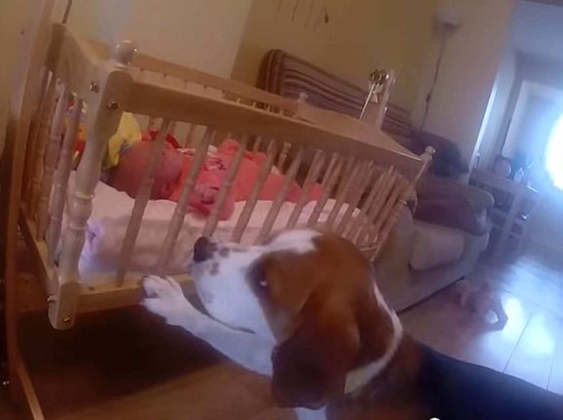 Liebevoller Beagle wiegt Baby in den Schlaf – Bild: Youtube / Charlie The Beagle and Laura Olivia