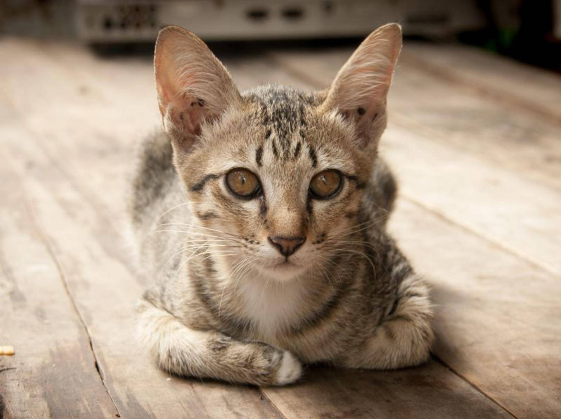 Was braucht eine zu dünne Katze, um wieder auf ihr Normalgewicht zu kommen? – Bild: Shutterstock / Yanukit