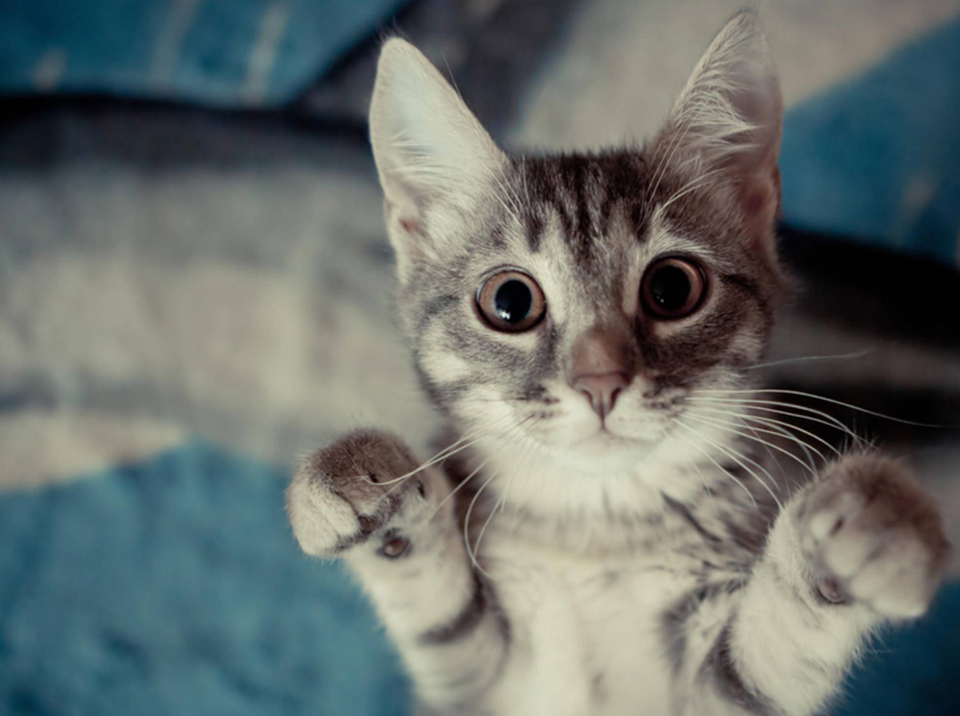 Auch Katze können Männchen machen lernen - Bild: Shutterstock / tribalmark