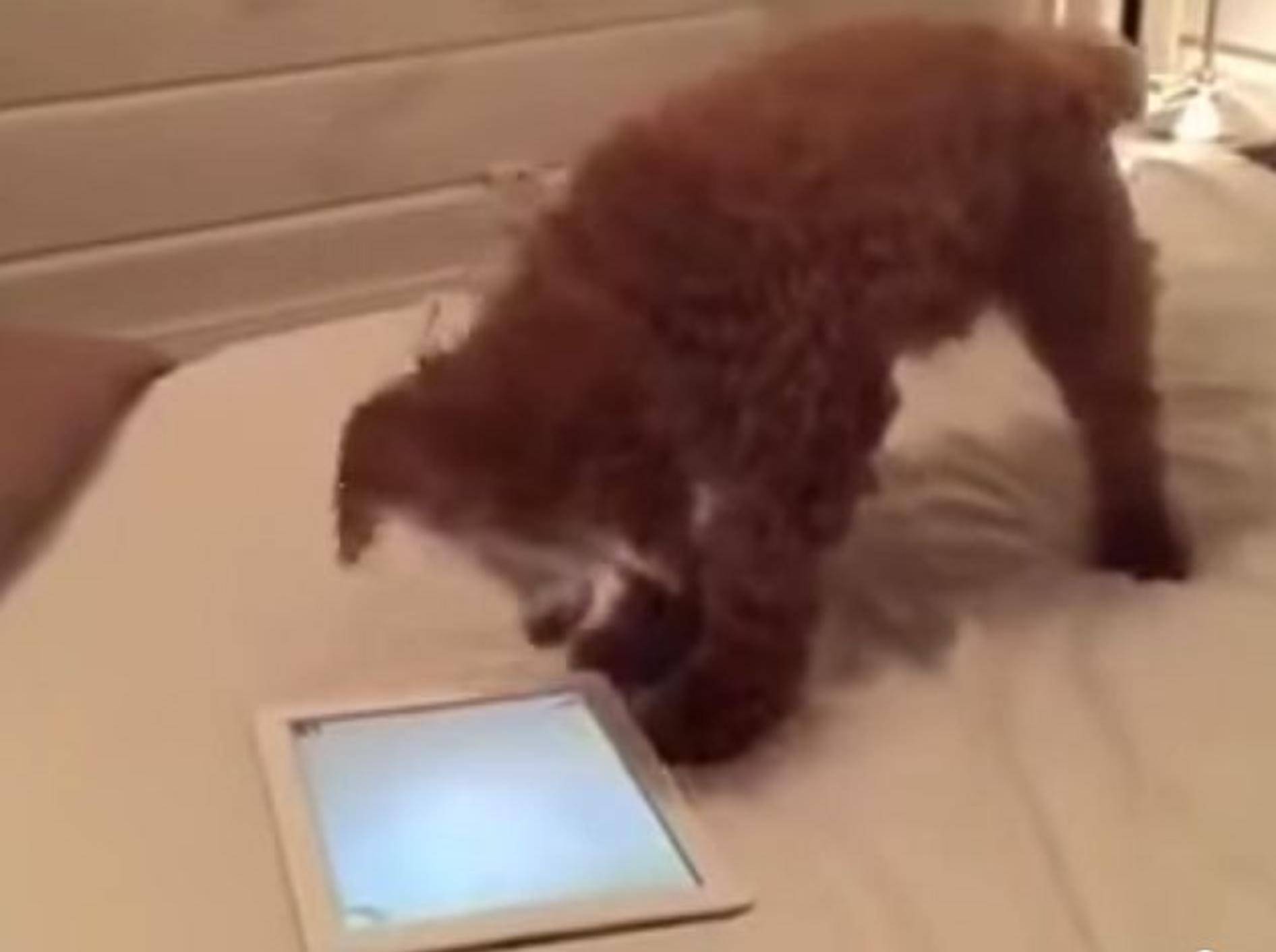 Verspielter Hund: iPad spielen ist so aufregend! – Bild: Youtube / Rumble Viral