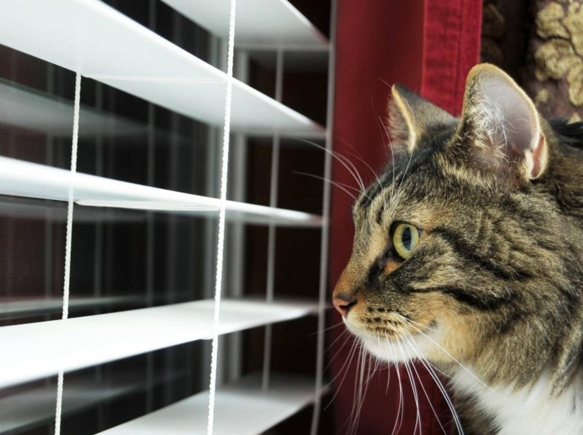 Einzelhaltung: Viele Katzen langweilen sich ohne Artgenossen – Bild: Shutterstock / Vlue