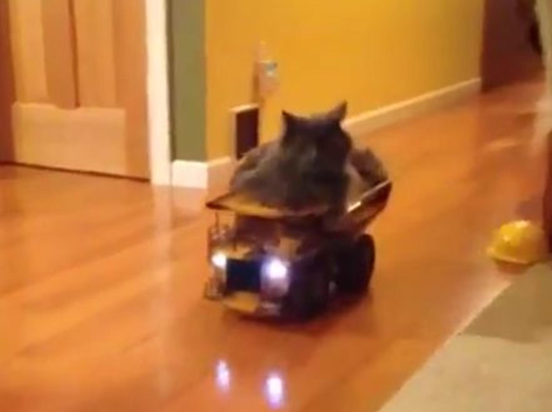 Lässige Katze: Autofahren ist super! – Bild: Youtube / James Phillips