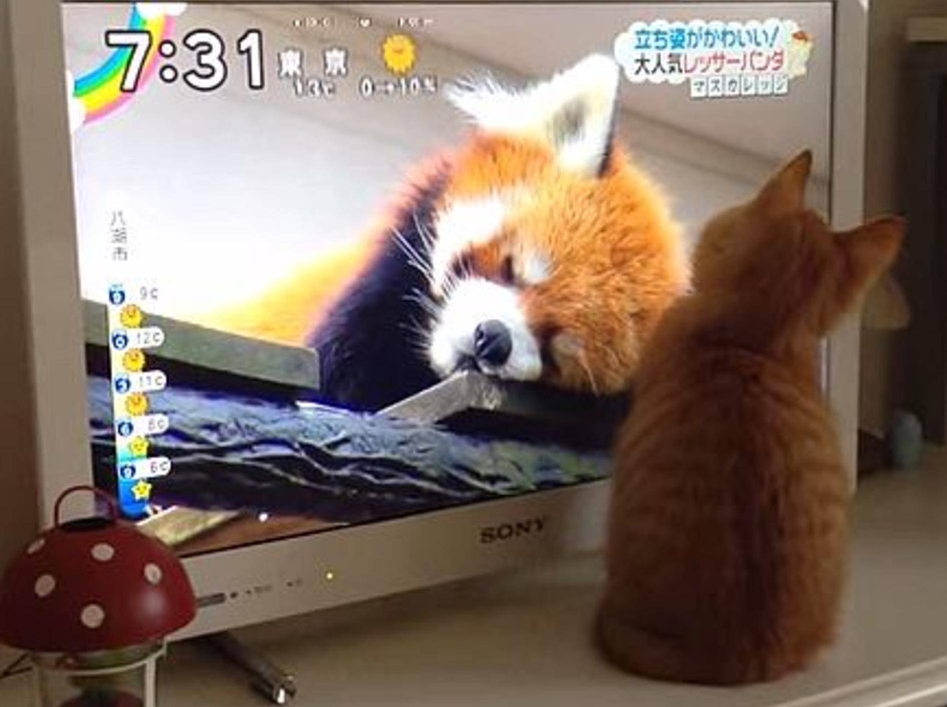 Rotes Katzenbaby: Wow, Tiersendungen sind spannend! – Bild: Shutterstock / kohei ezaki