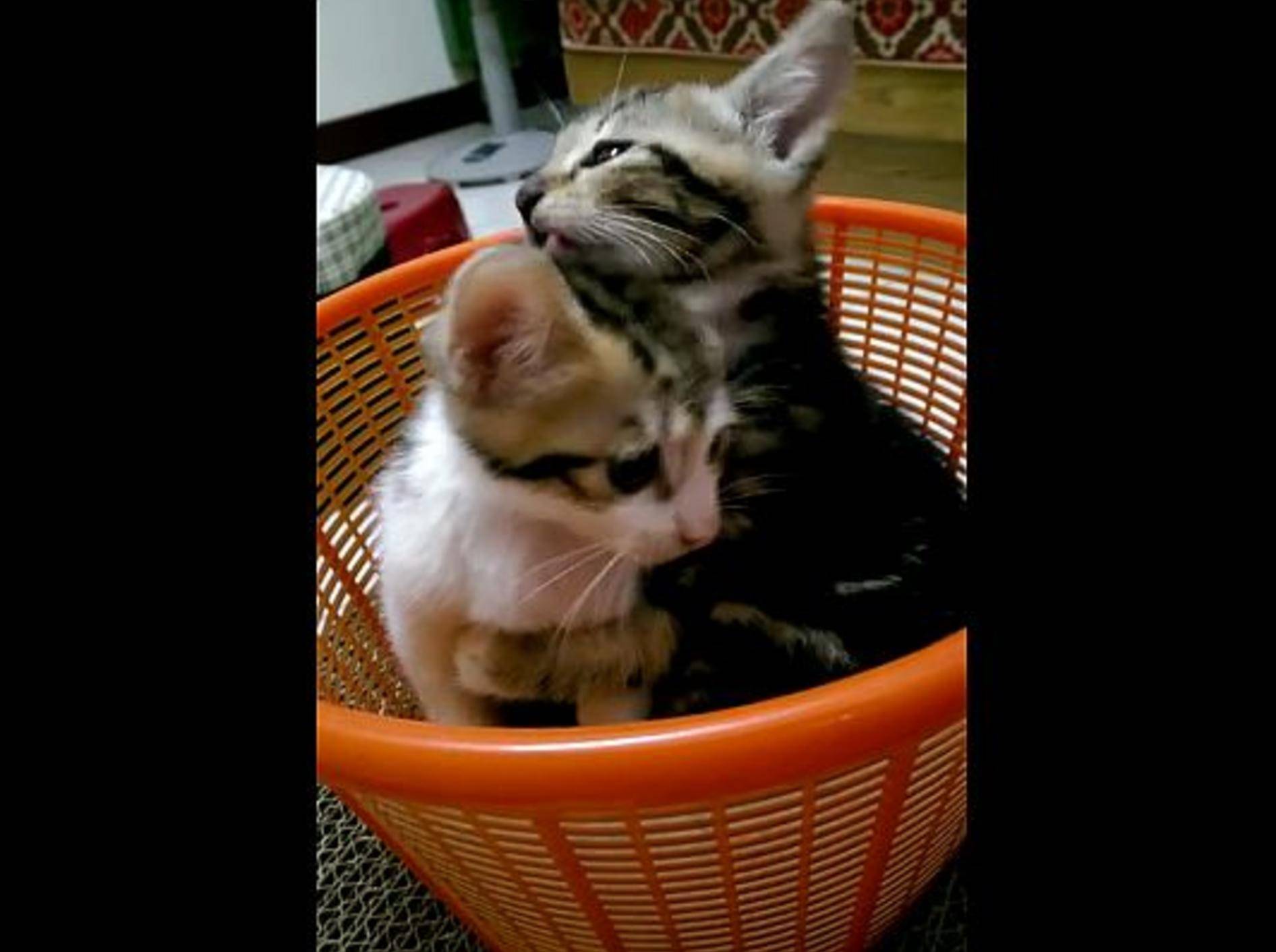 Kleine Katze: "Halt still, du musst jetzt baden!" – Bild: Youtube / Lun H