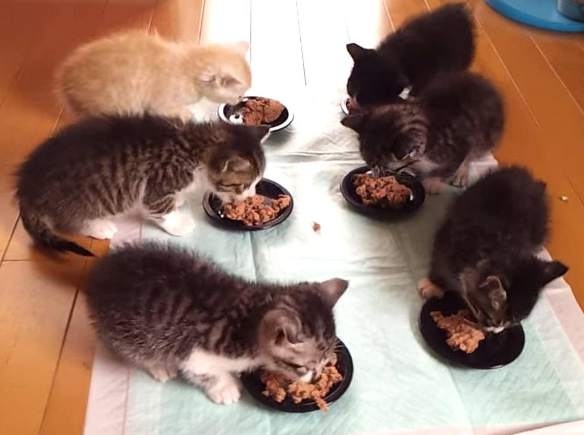 Supersüße Abendbrotzeit bei Katzenbabys – Bild: Youtube / tarochinnappy