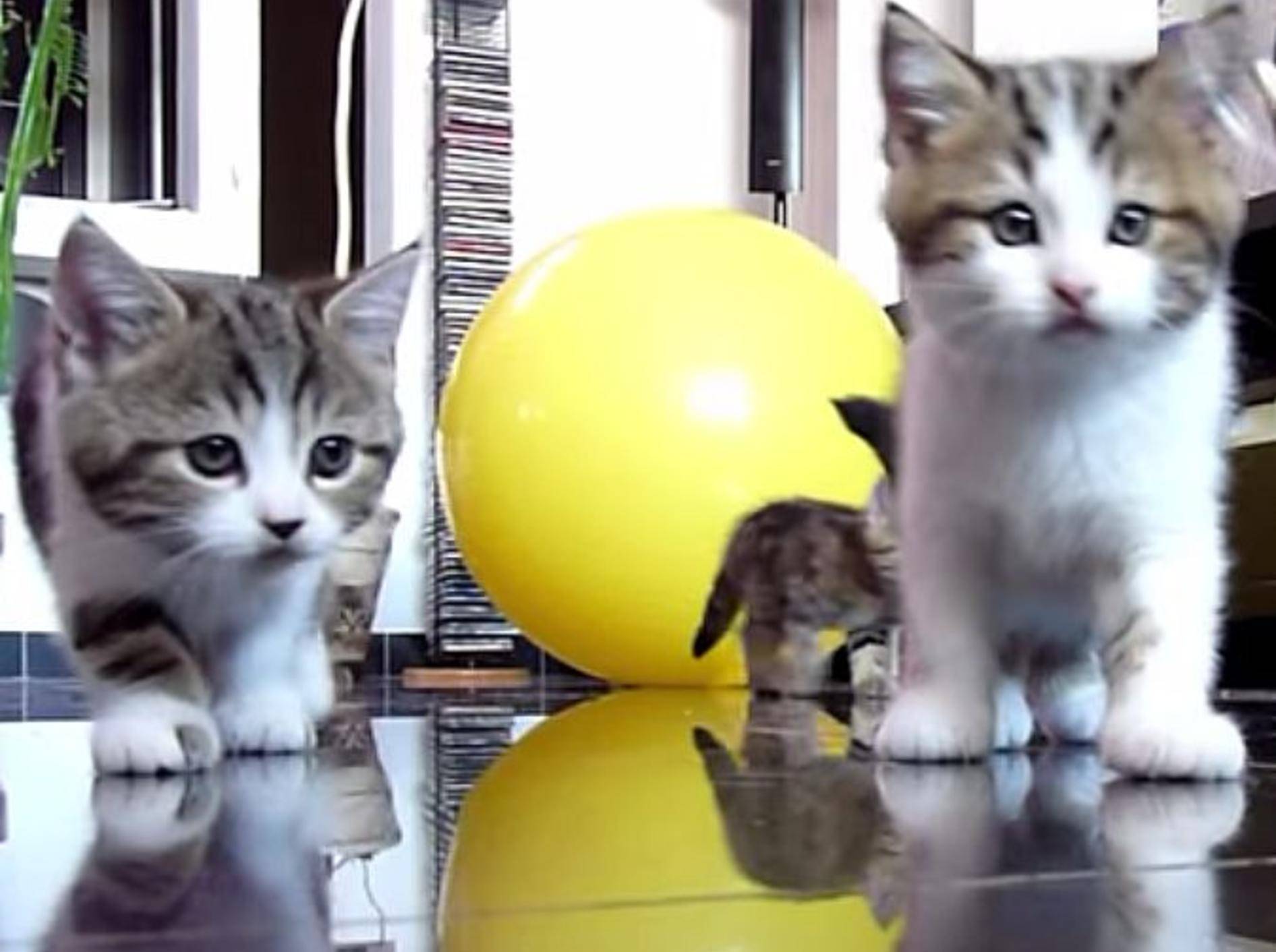 Kleine Katzenbabys vs. bunte Seifenblasen – Bild: Youtube / Funnycatsandnicefish
