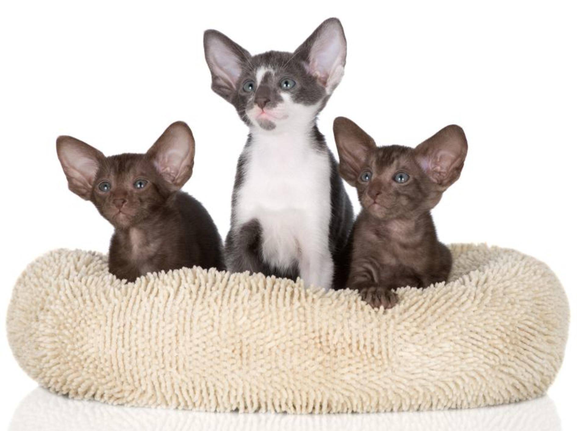 Eine schlanke Katze mit langen Beinen und großen Ohren: Das ist die Orientalisch Kurzhaar – Bild: Shutterstock / otsphoto
