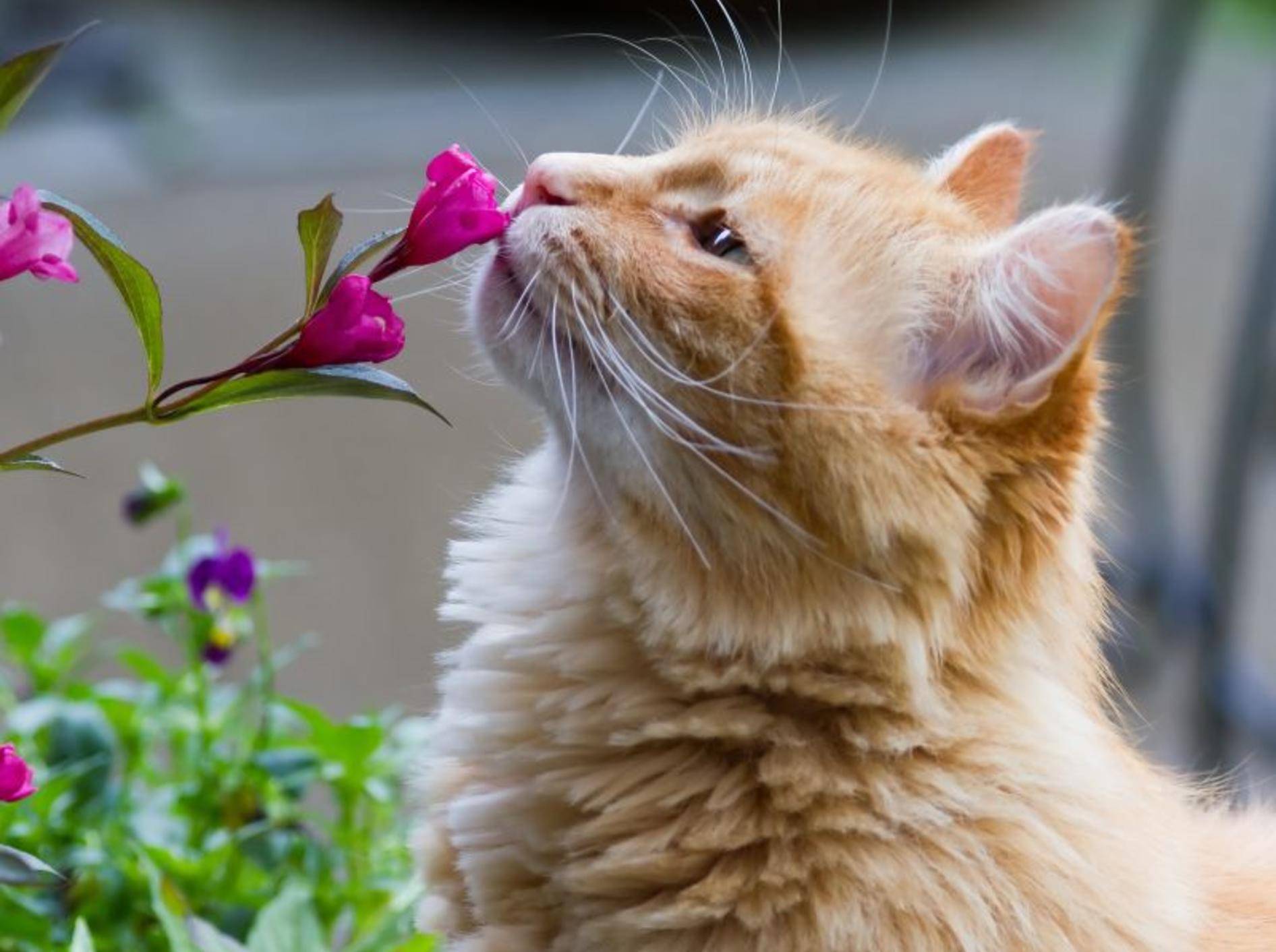 Hatschi! Auch Katzen können empfindlich auf Pollen reagieren – Bild: Shutterstock / Rowdy Soetisna