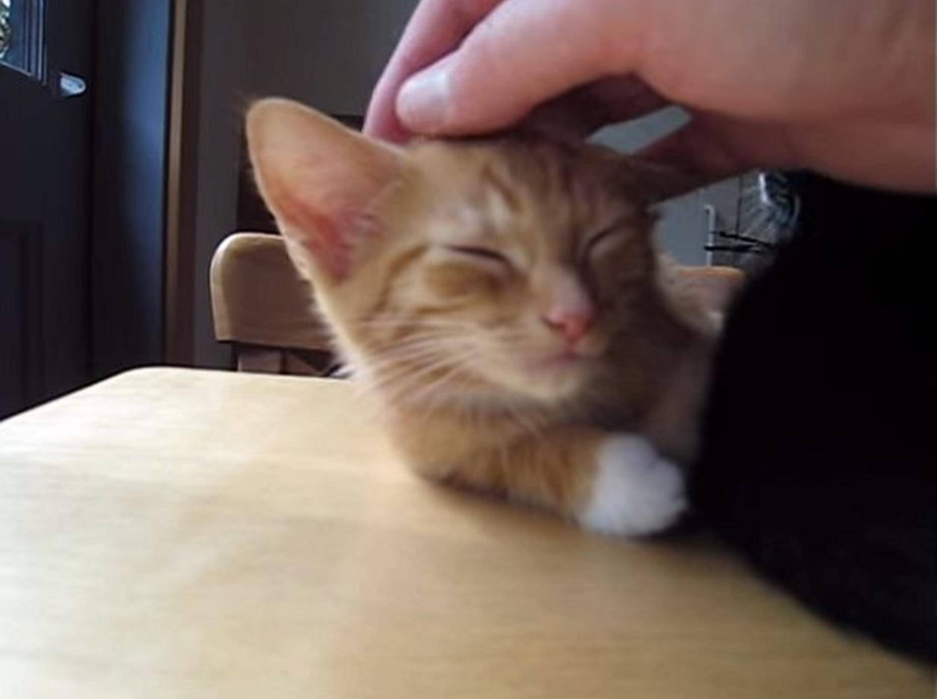 Ganz viel Liebe für ein paar süße Findelkatzen – Bild: Youtube / DrNworb's KitsCats