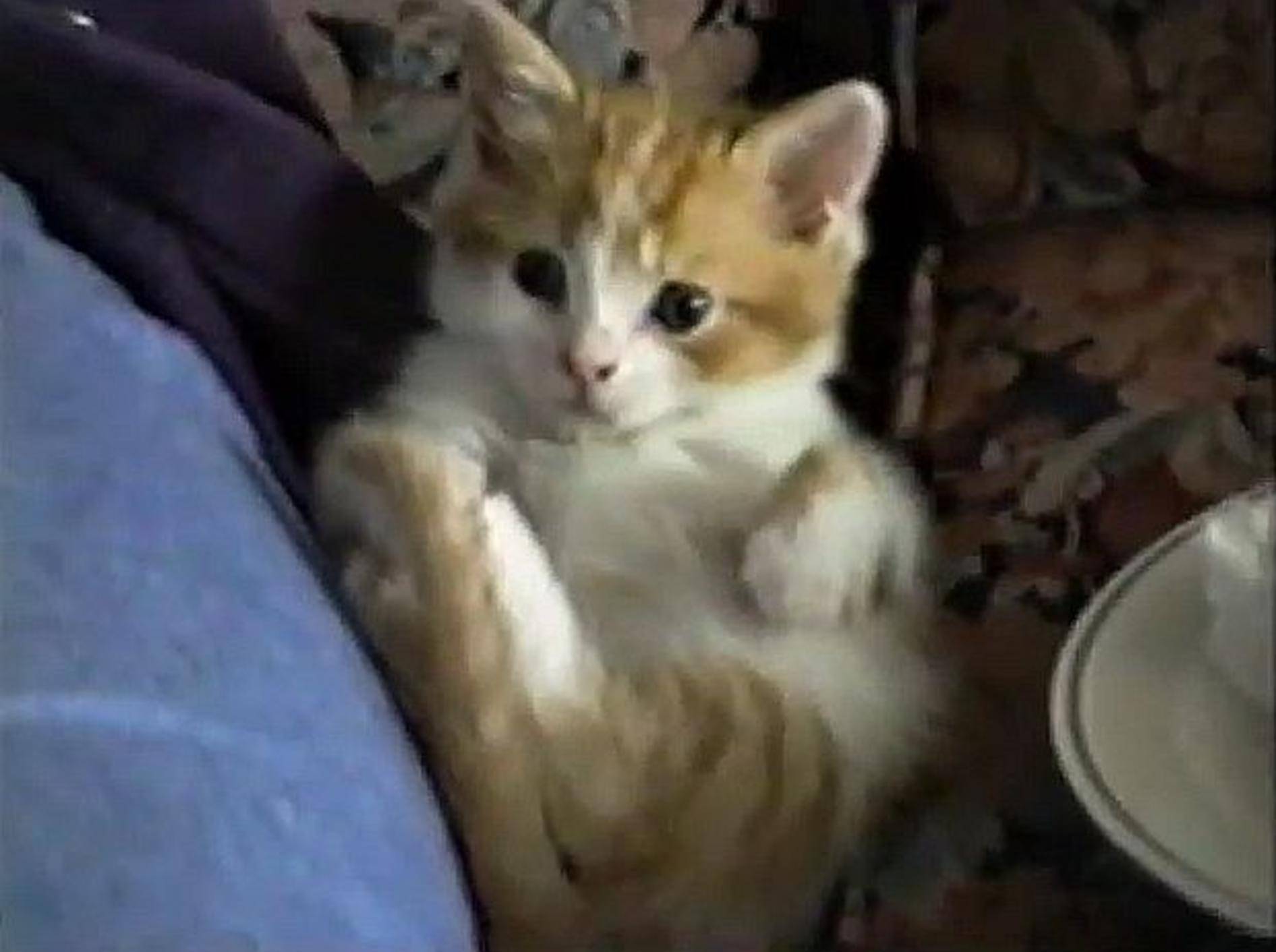 Rotes Kitten beweist: Kätzenwäsche macht müde – Bild: Youtube / UMpt835