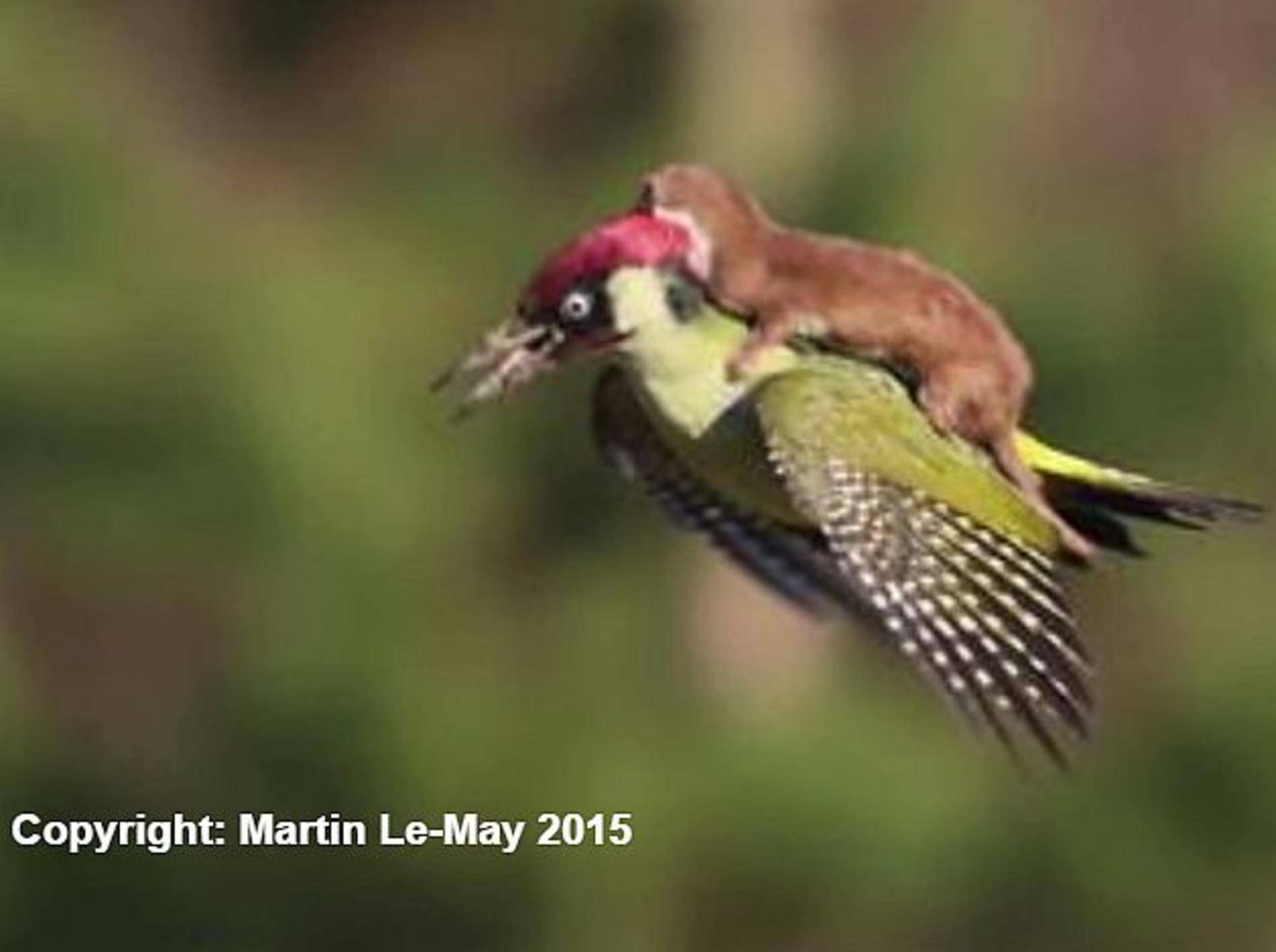 Faszinierende Naturaufnahme: Wiesel reitet Specht – Bild: Youtube / BBC News