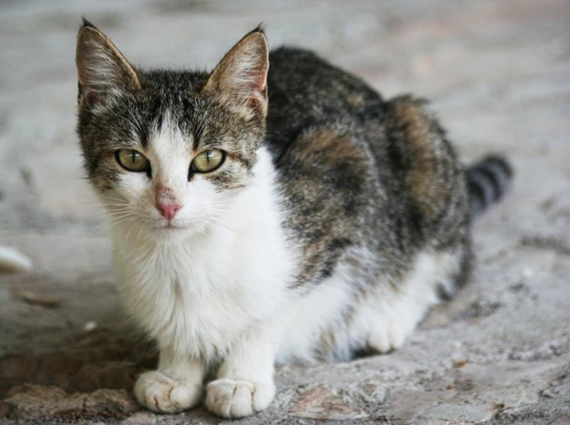 Liebe, Wärme und gesunde Ernährung helfen, um die Katze aufzupäppeln – Bild: Shutterstock / Lenar Musin