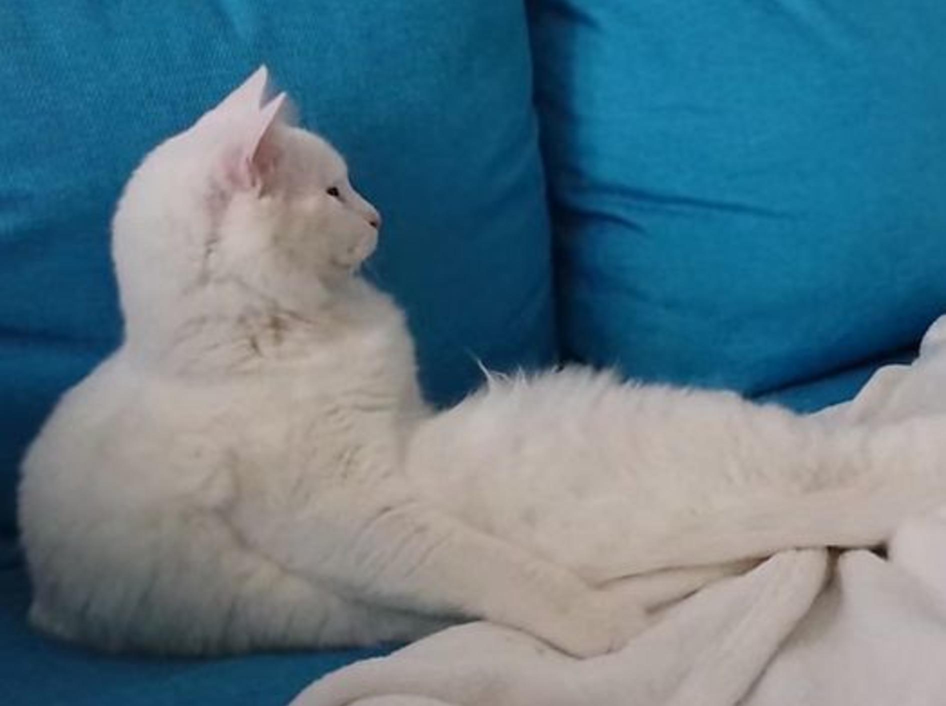 Ohne Worte: Die Fernsehposition einer lustigen Katze – Bild: Youtube / Geja Kobal