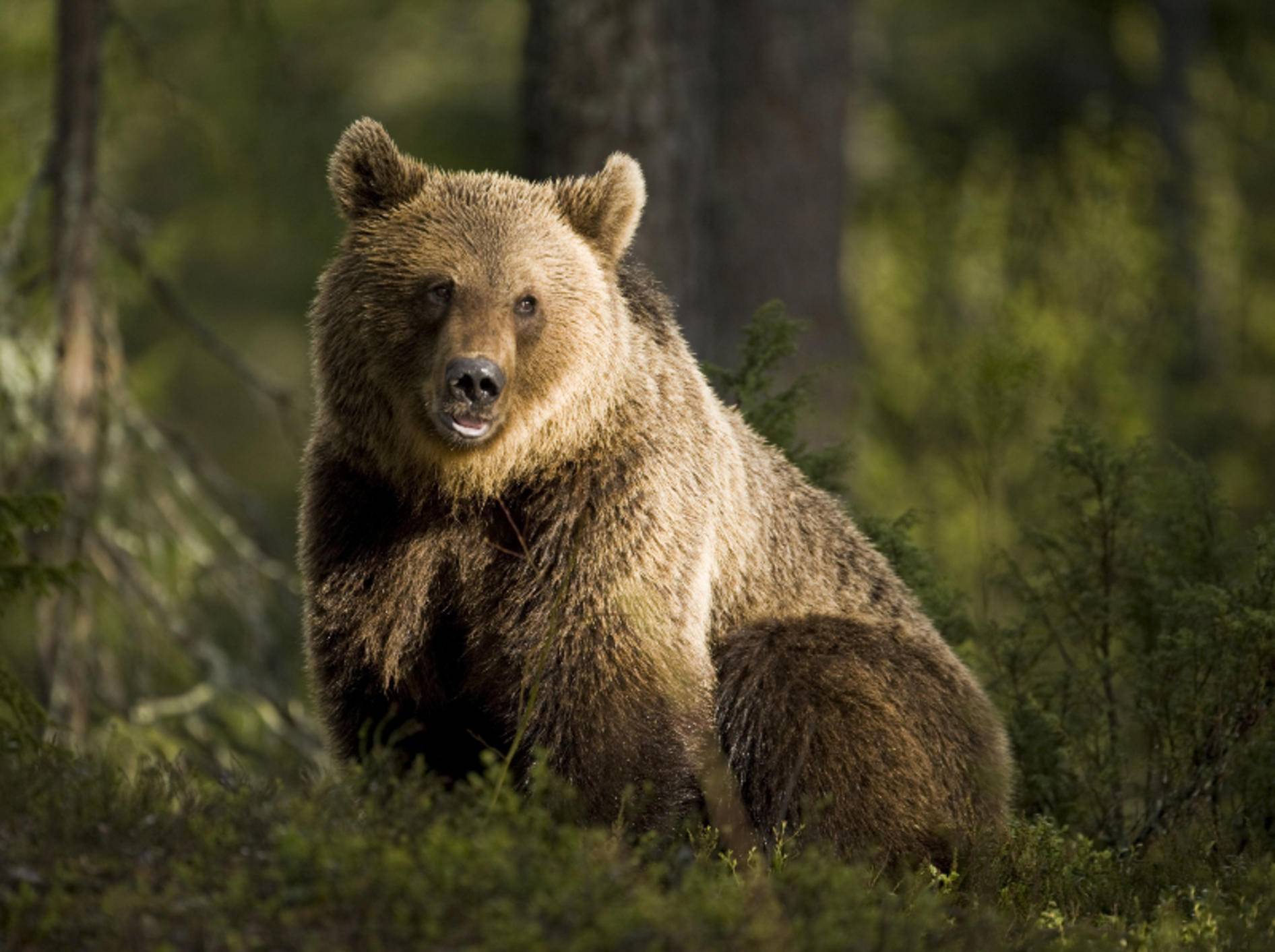 Der Braunbär hat ein dunkelbraunes Fell, das viele Farbschattierungen haben kann – Bild: Shutterstock / BMJ