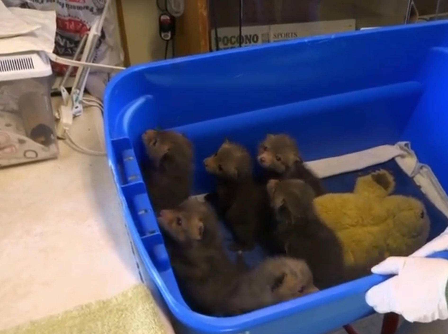 Fuchs-Babys werden gerettet – Bild: YouTube / Barcroft TV