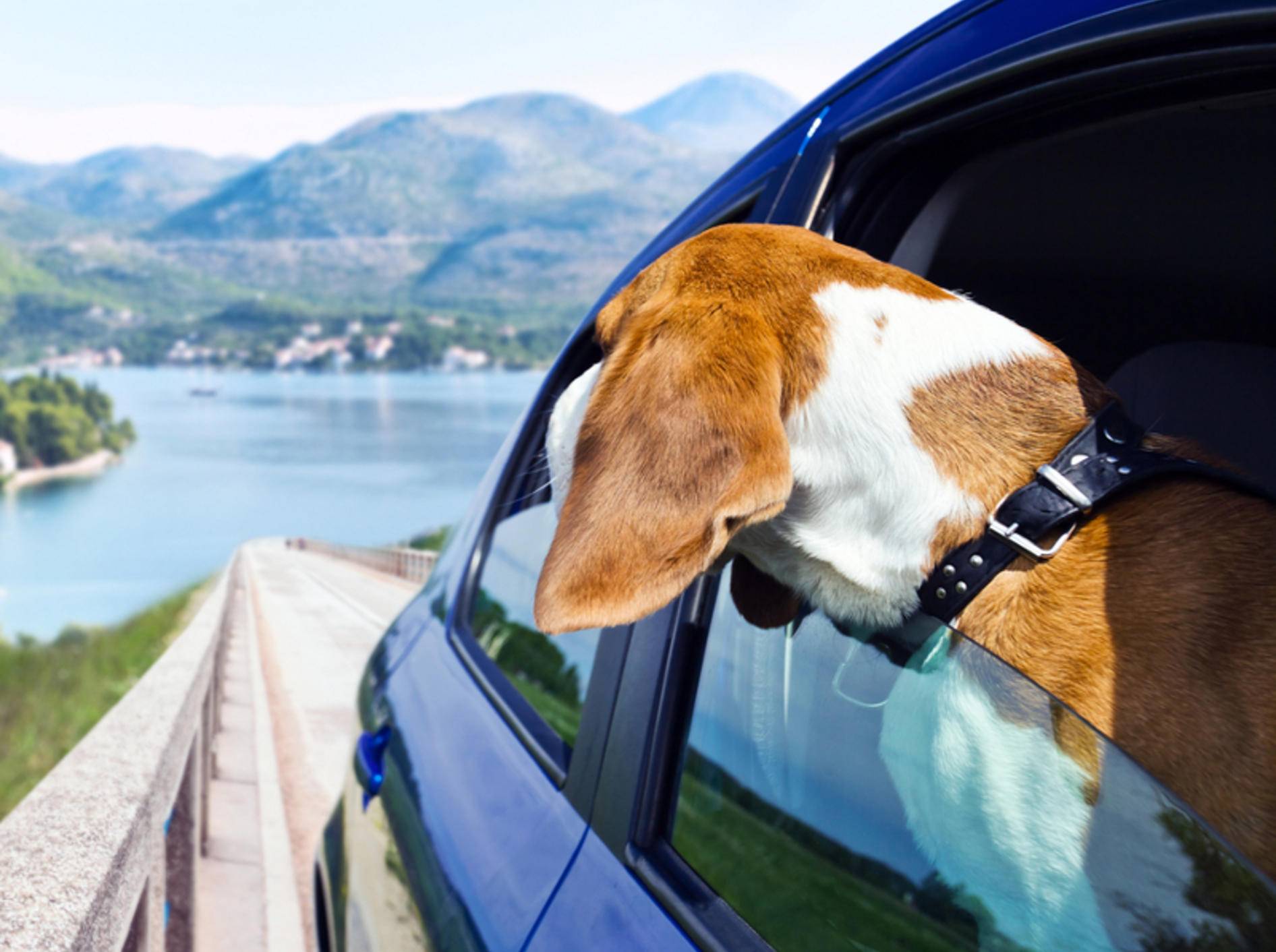 Nur Hunde mit einem Mikrochip dürfen ins europäische Ausland reisen – Bild: Shutterstock / Igor Normann