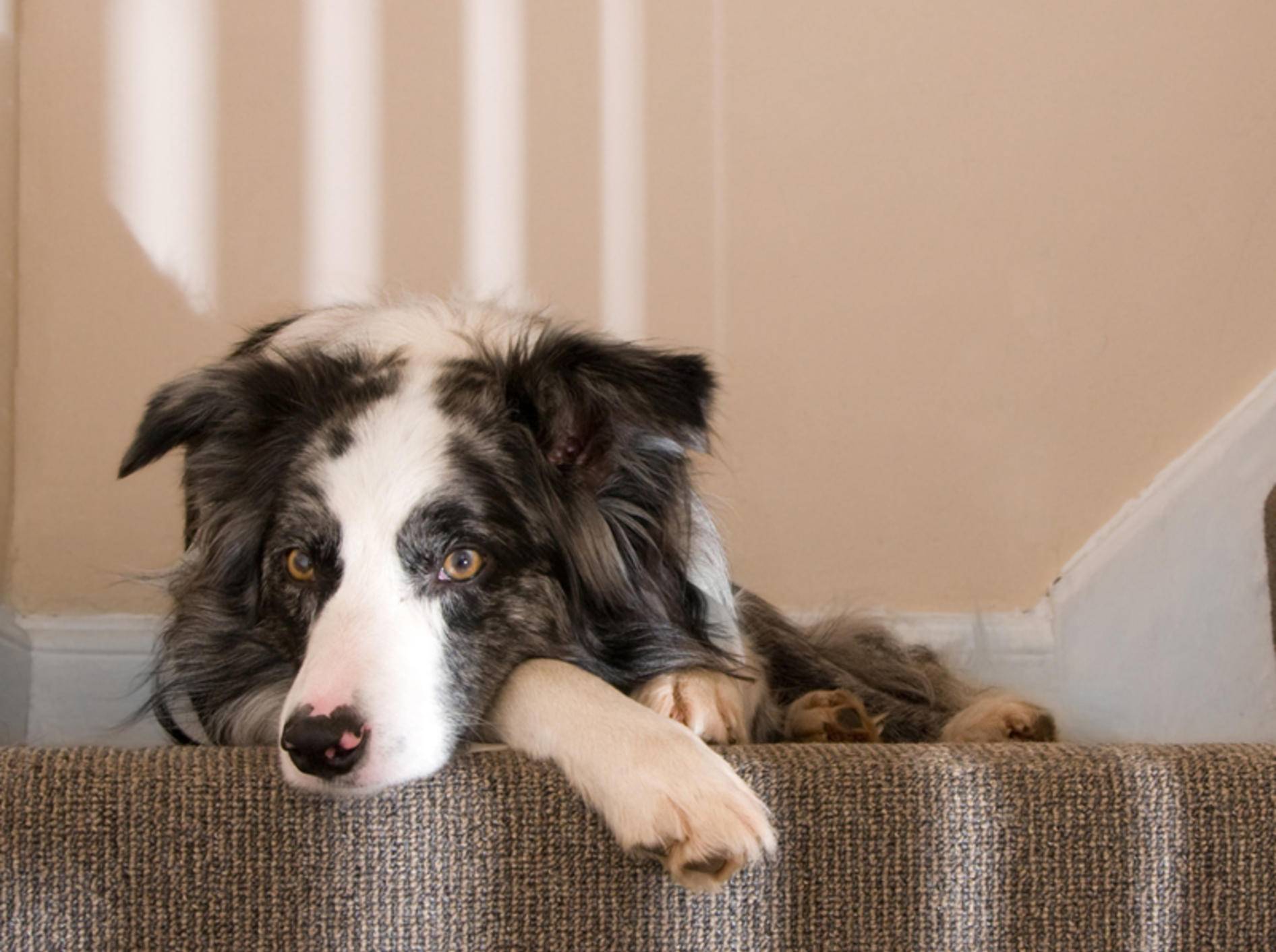 Rheuma beim Hund Symptome, Diagnose &amp; Therapie