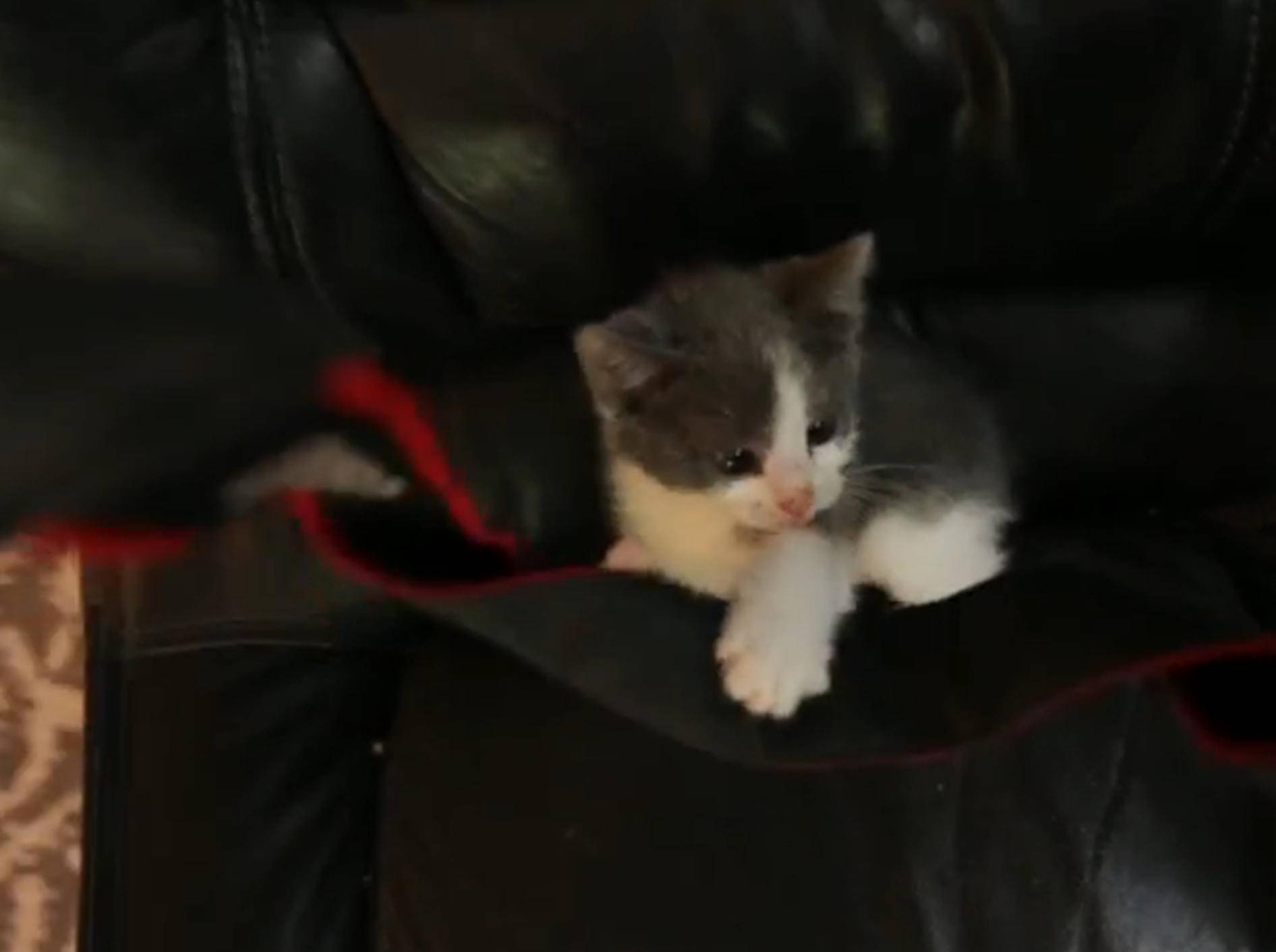 Kätzchen verliebt in Kameragurt – Bild: YouTube / The Pet Collective