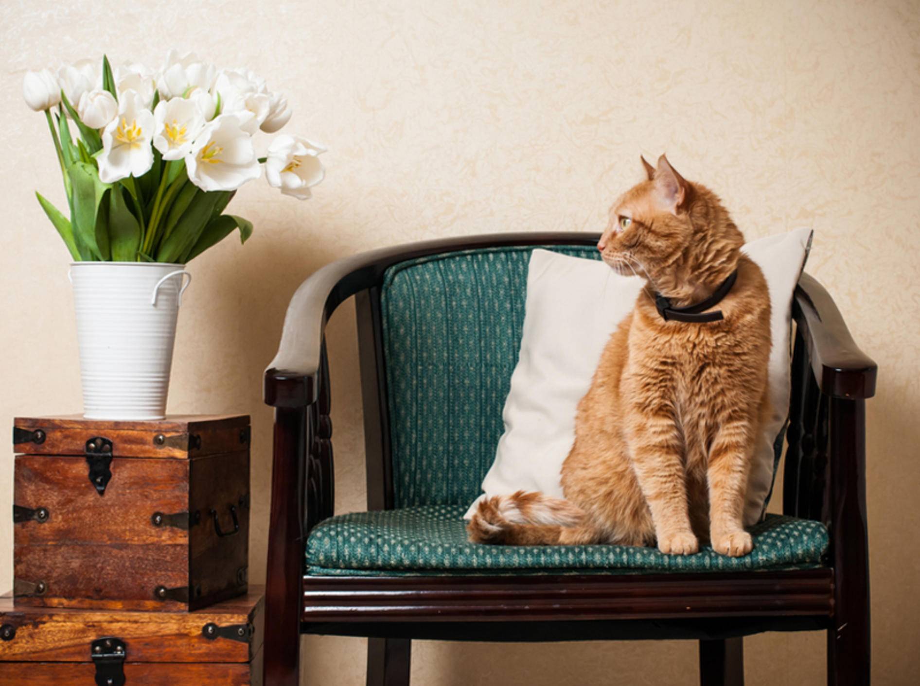 Auch im Wohnzimmer lauern zahlreiche Gefahrenquellen auf die Katze – Bild: Shutterstock / Daria-Minaieva