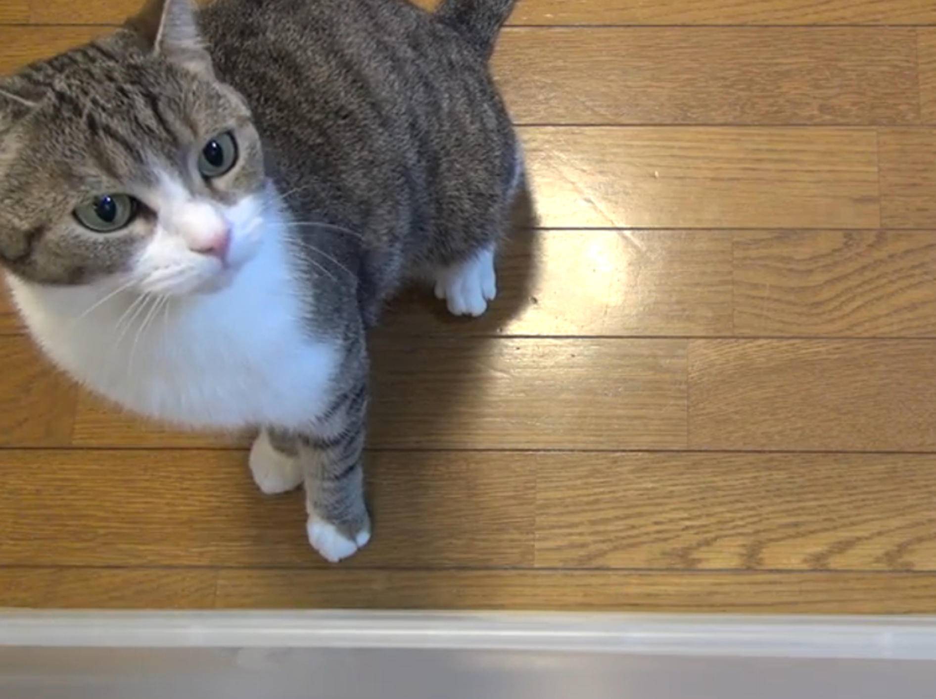 Freche Katze: "So mache ich auf mich aufmerksam!" – Bild: YouTube / ９Cats.